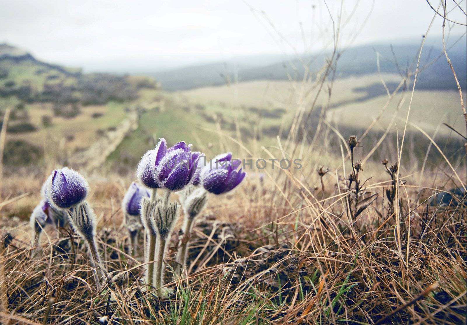 purple flowers by GekaSkr