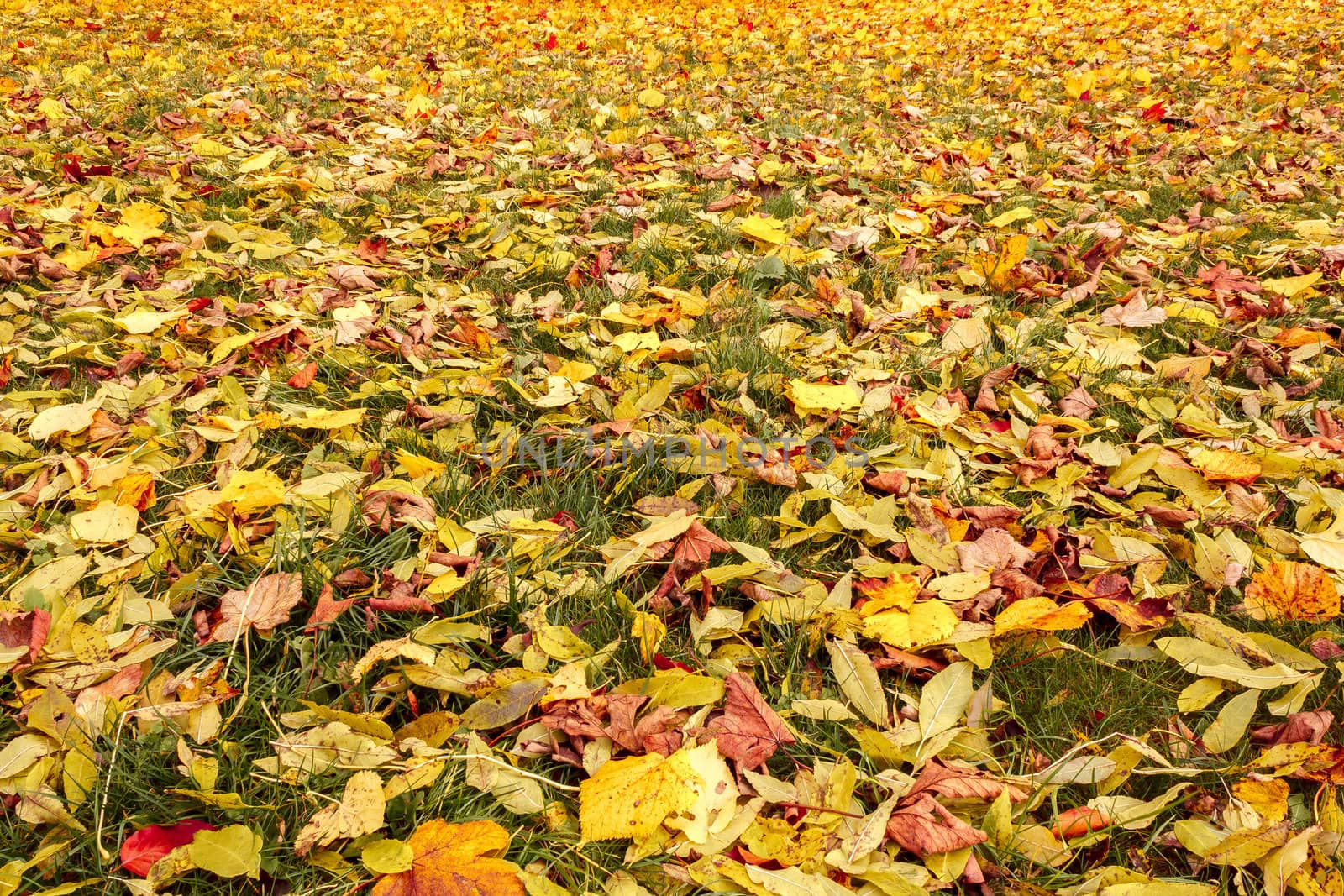 Fall orange and yellow autumn leaves on ground by artush