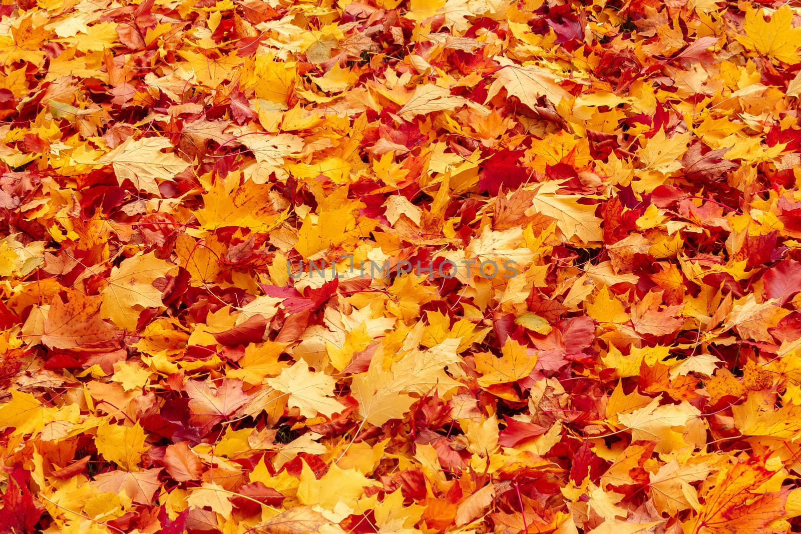 Fall orange and red autumn leaves on ground for background or backdrop