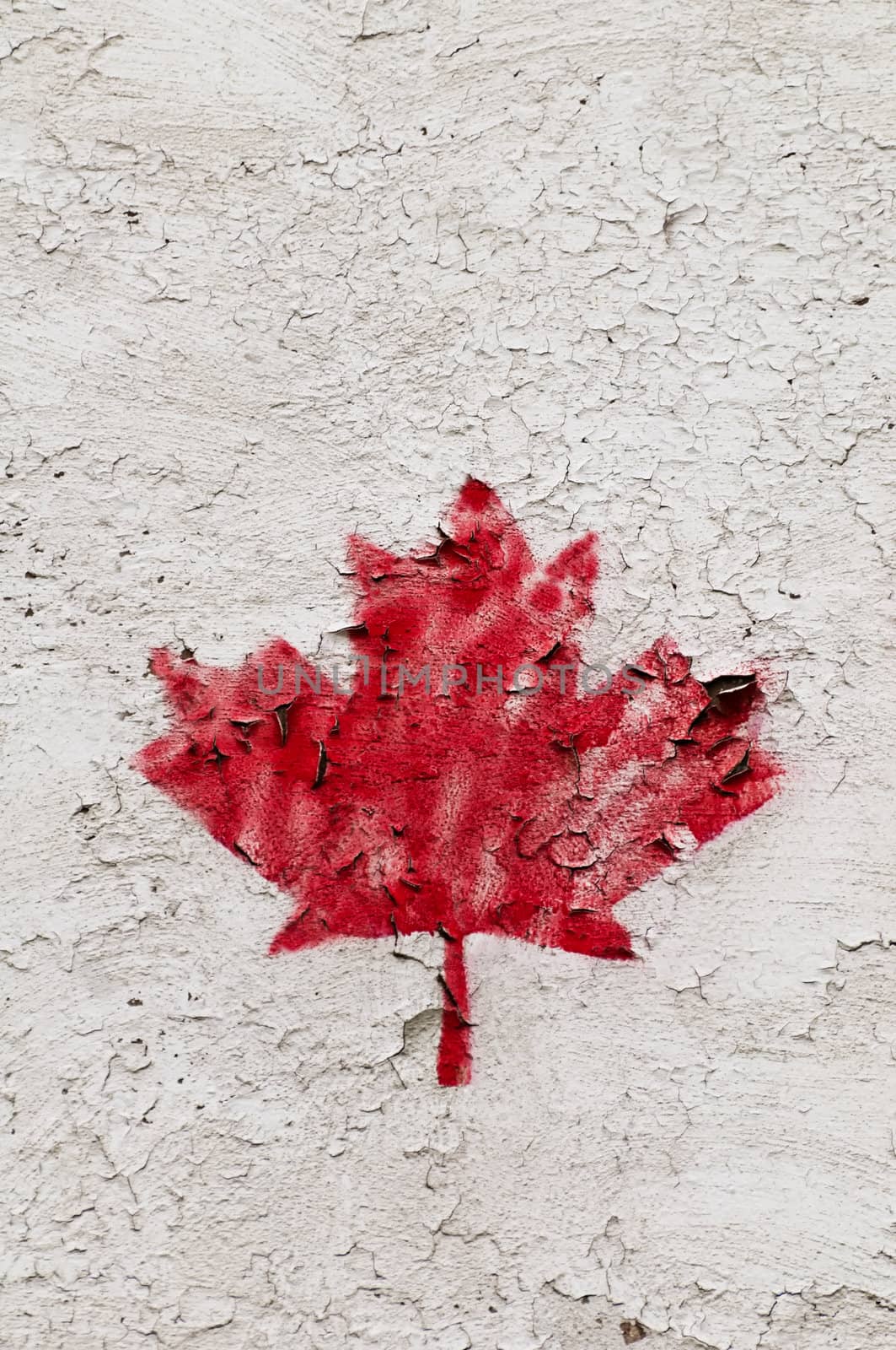 Single painted red maple leave on grunge surface nice in grey