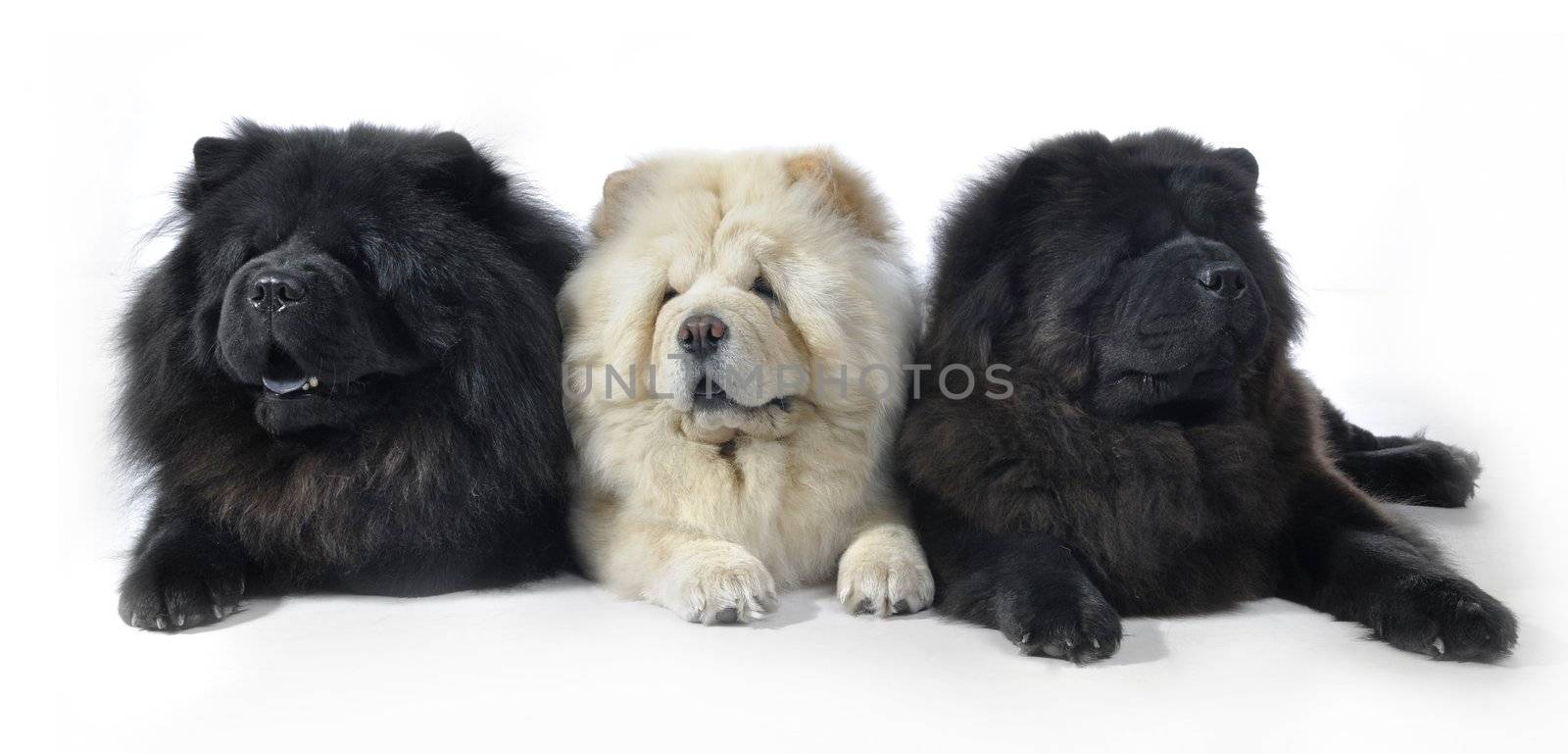 Three Chow-Chow in studio on white background