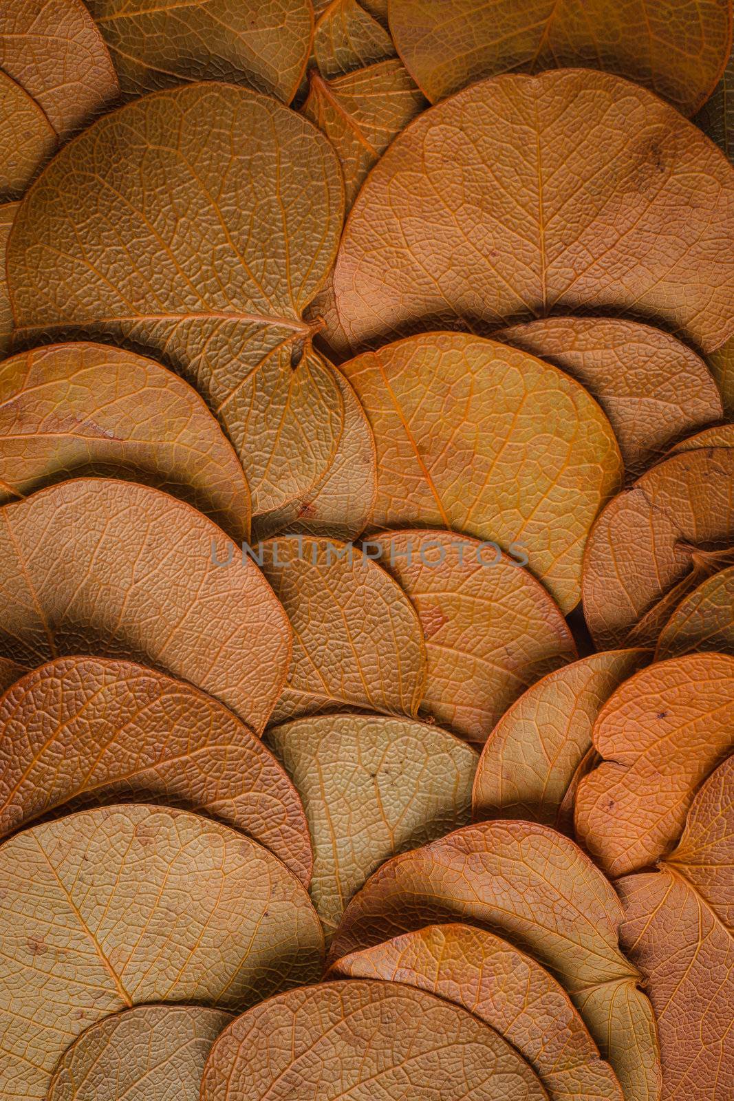 Autumn foliage texture background close up.