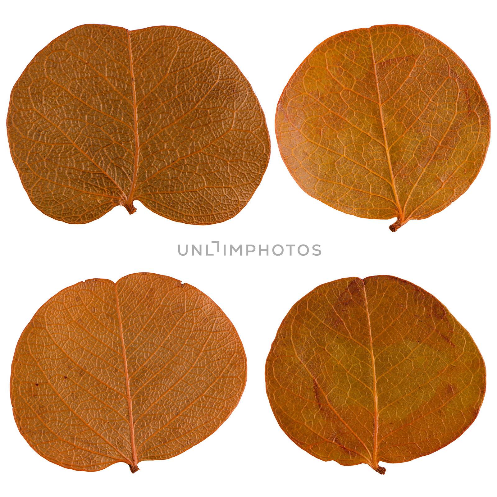 Autumn leaves isolated on white background.