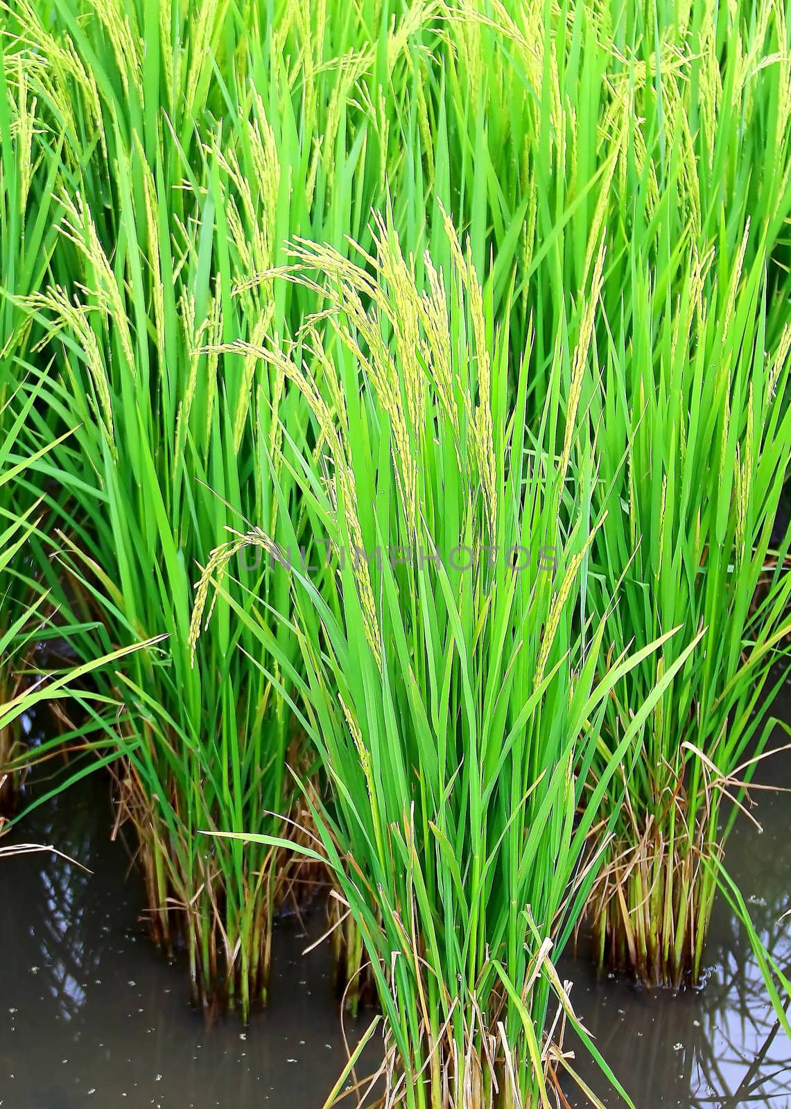 A green paddy field in thailand