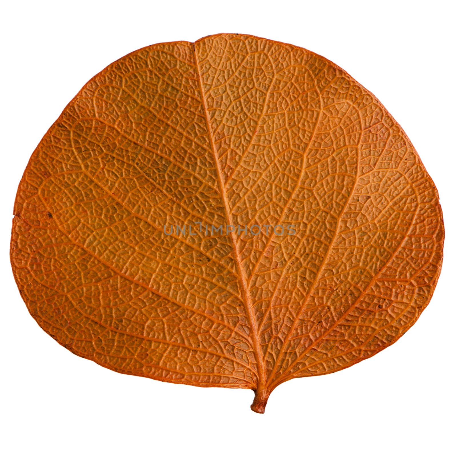 Autumn leaf isolated on white background.