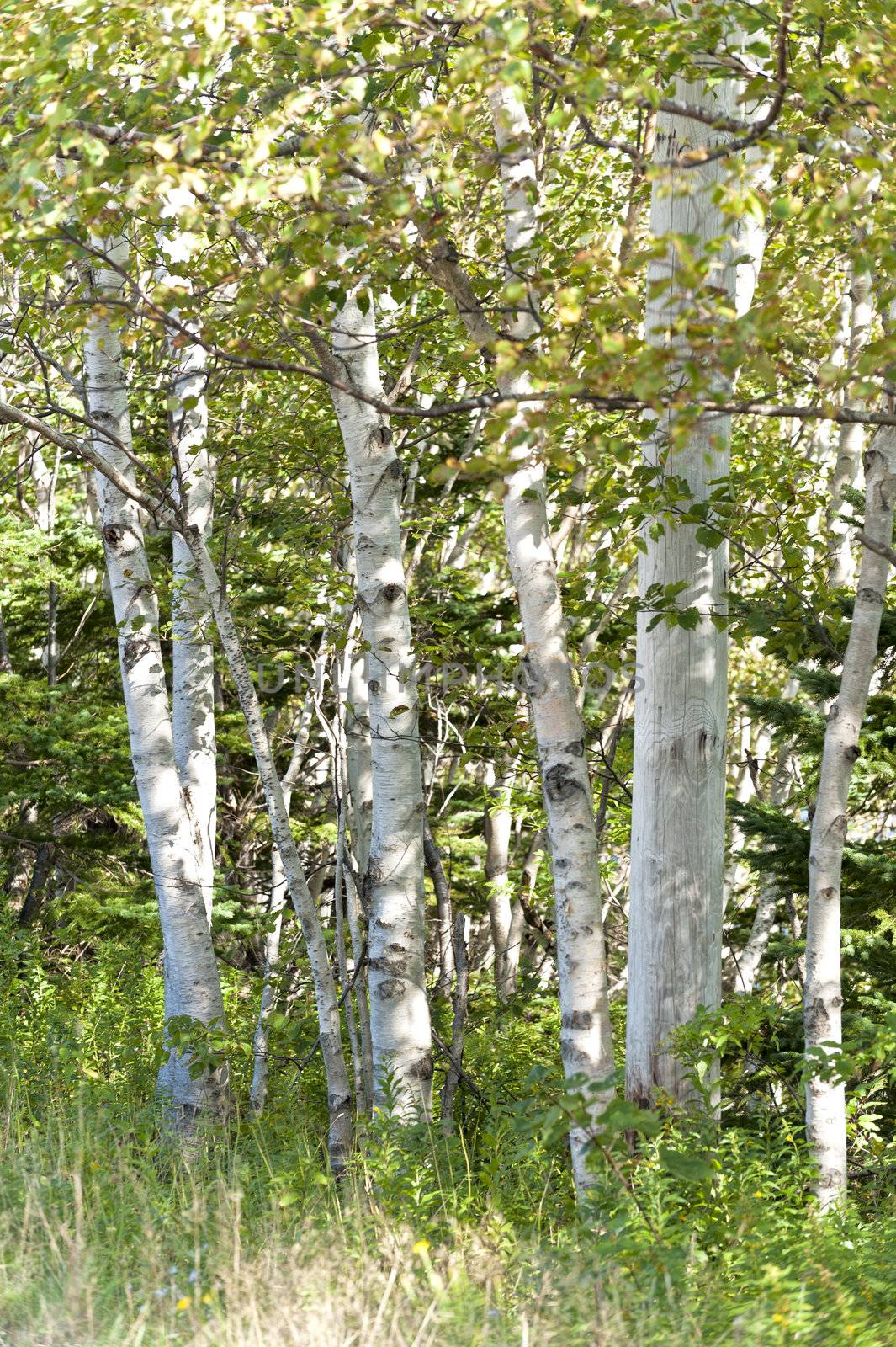 Birch trees wrapped in beautiful warm sunlight