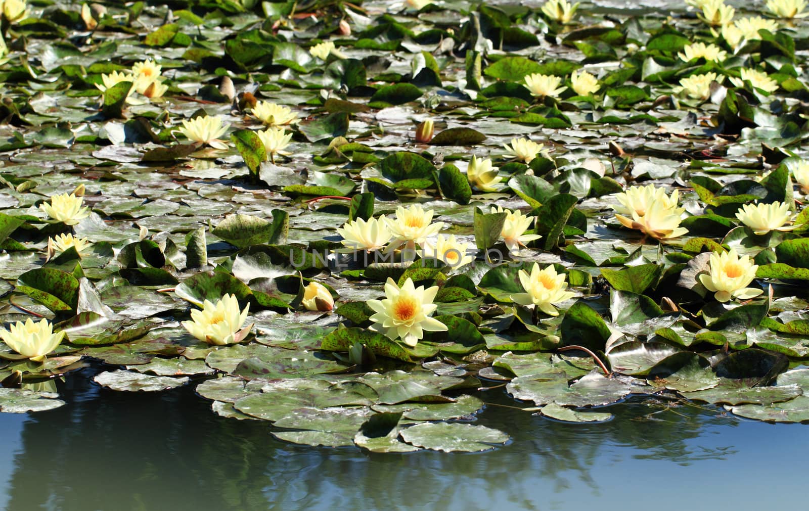 yellow water lily on the lake (Nymphaea alba)