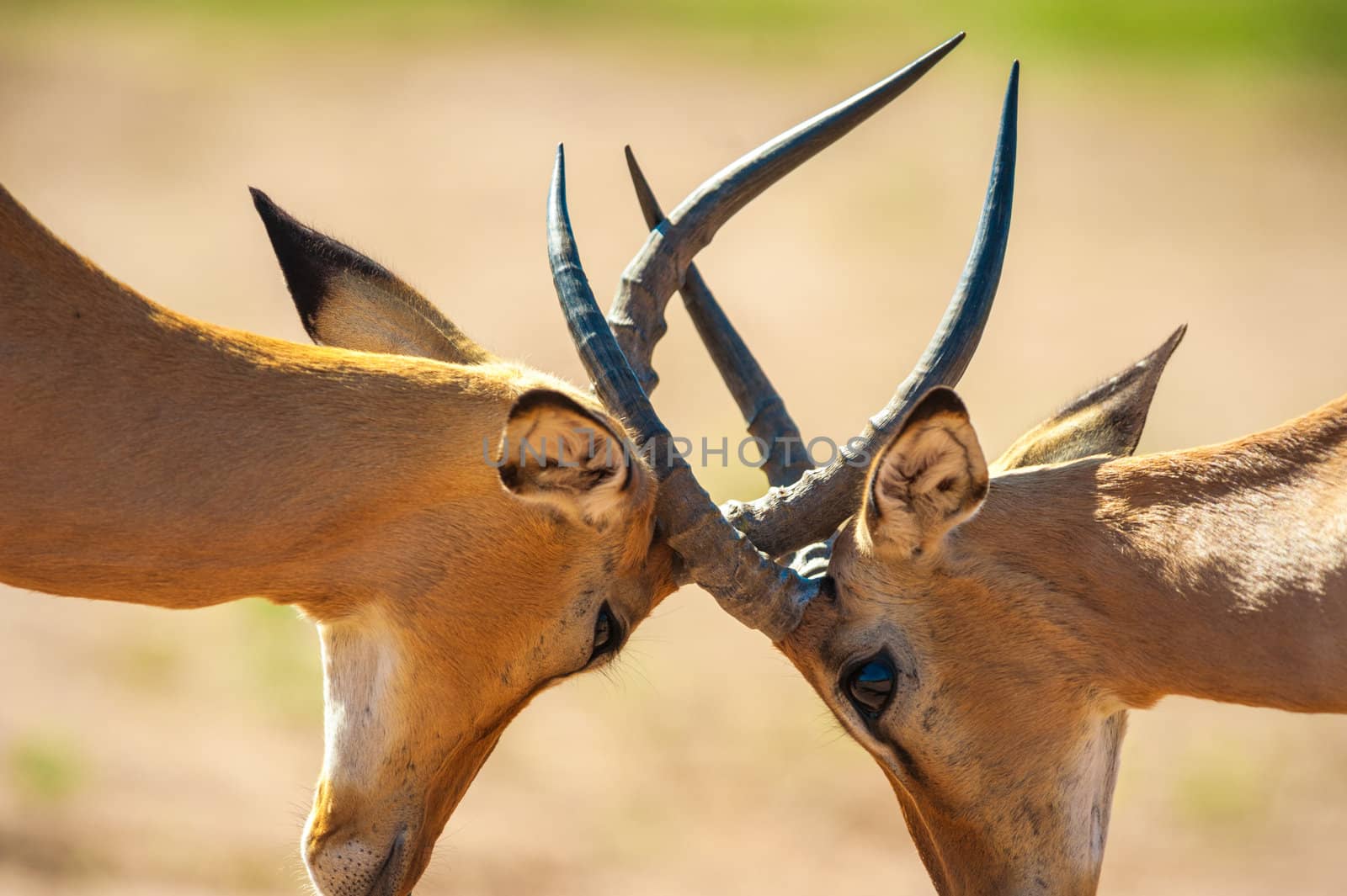 Impala butting heads in Chobe National Park