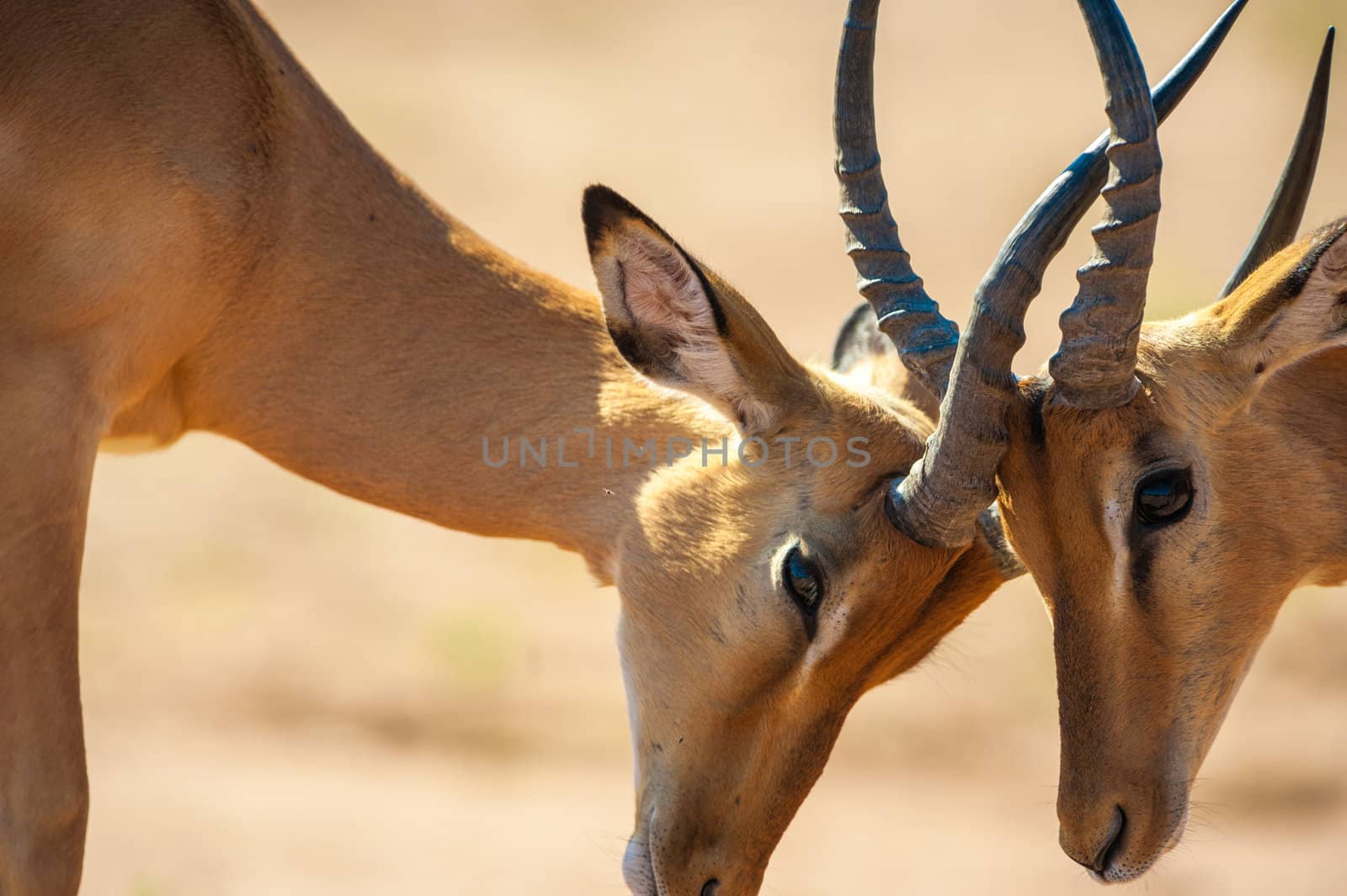 Impala butting heads by edan