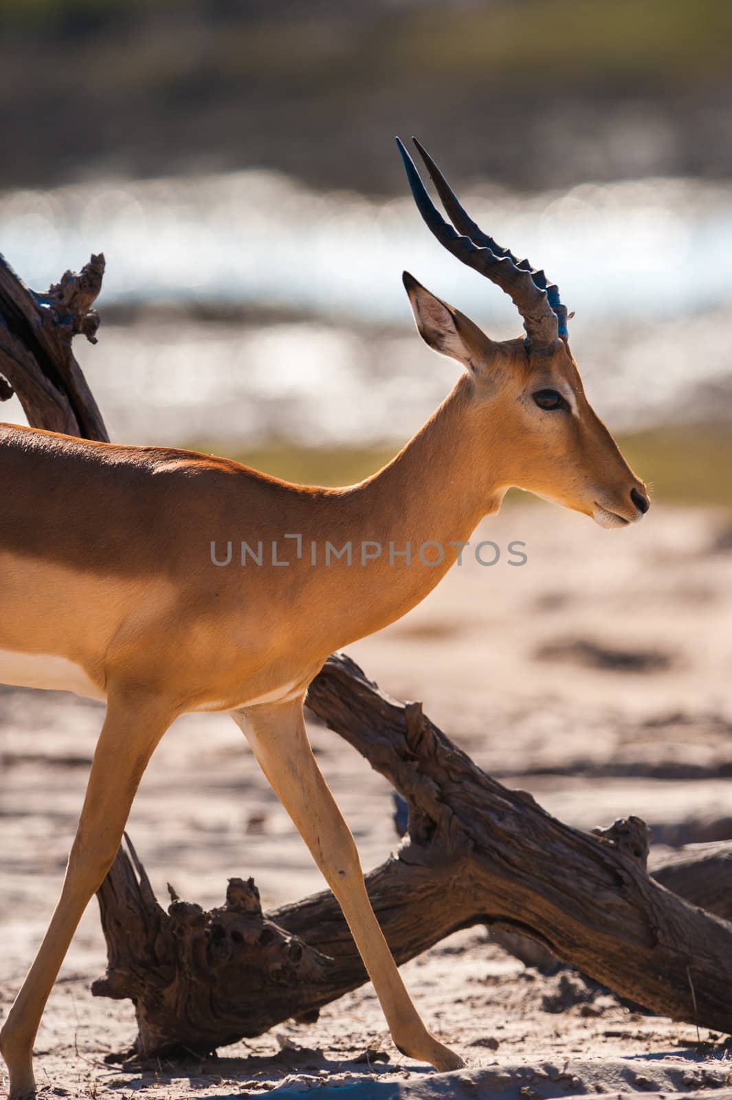 Impala (Aepyceros melampus) walking, Chobe National Park, Botswana