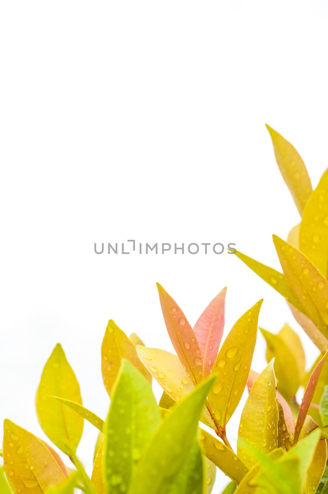 Fresh leaves on white background