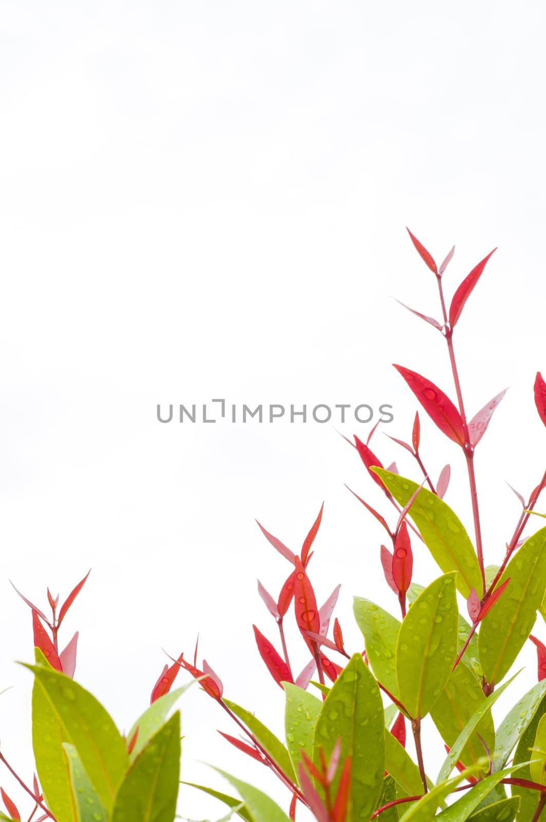 Fresh leaves on white background