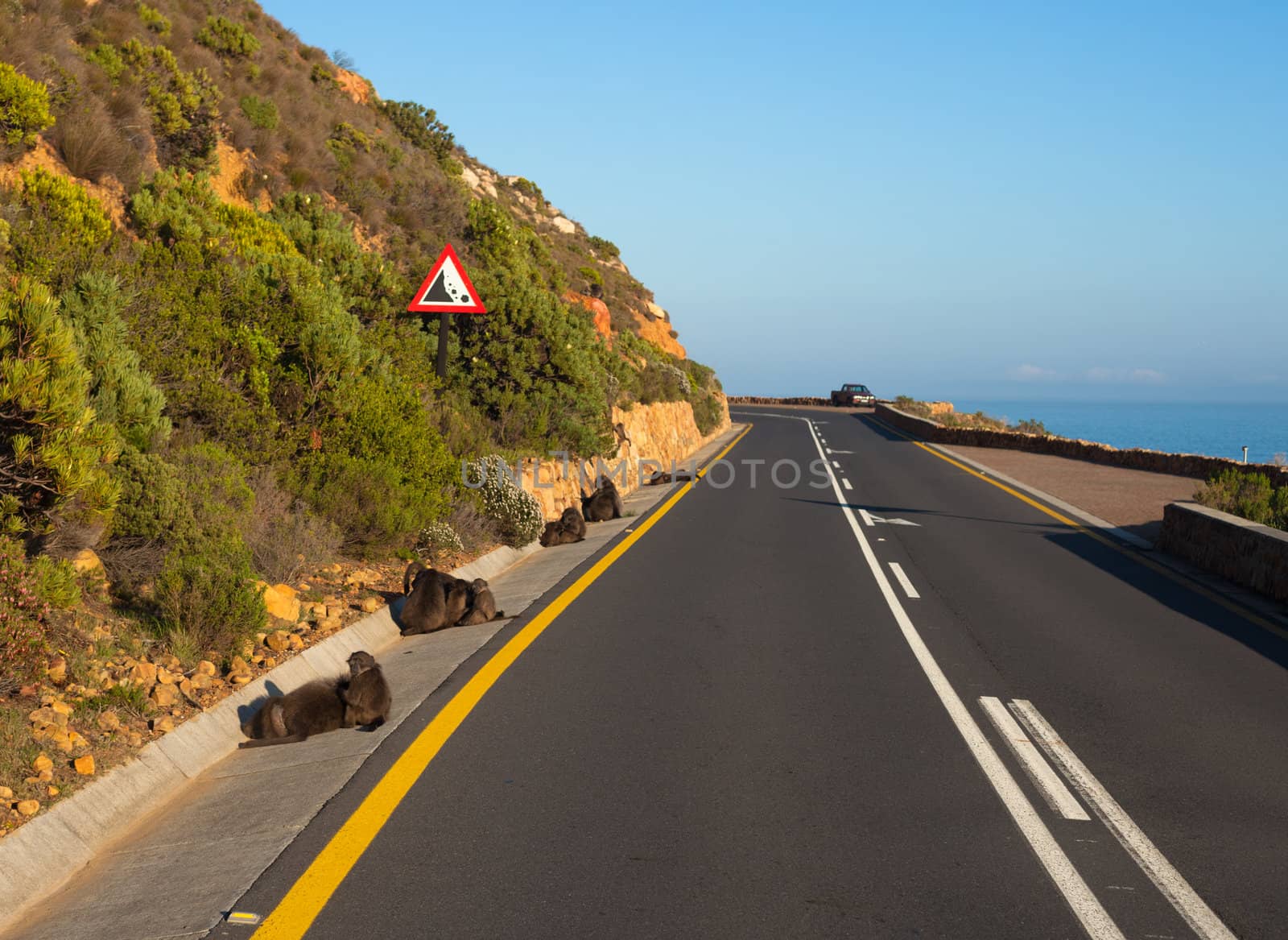 Baboons on the side of a curving seaside road