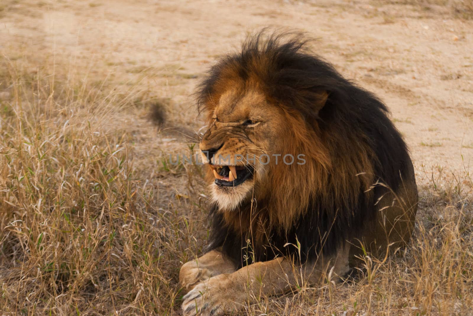 Lion baring teeth, near Kruger National Park