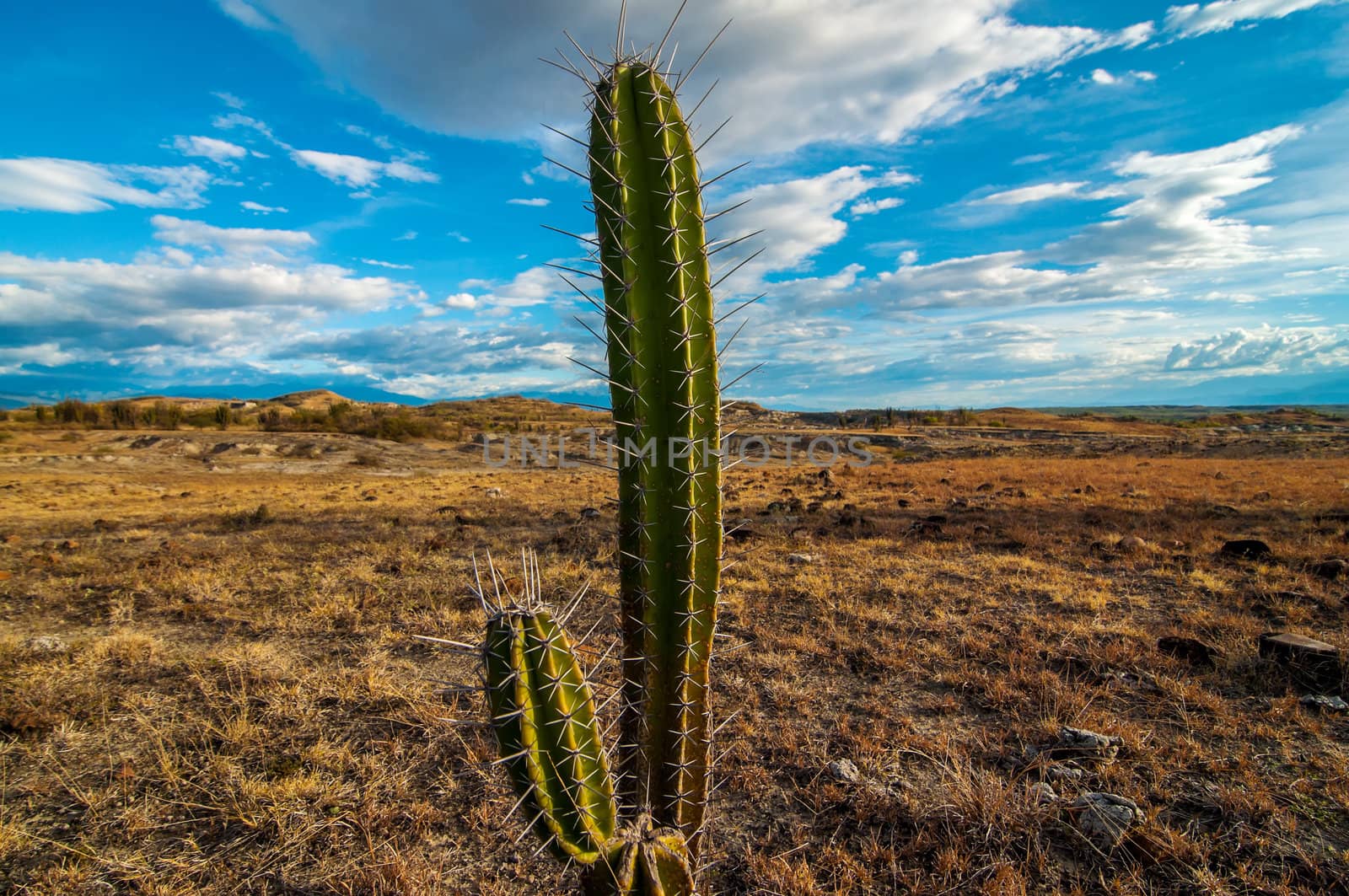 A lone cactus in Tatacoa desert in Colombia.