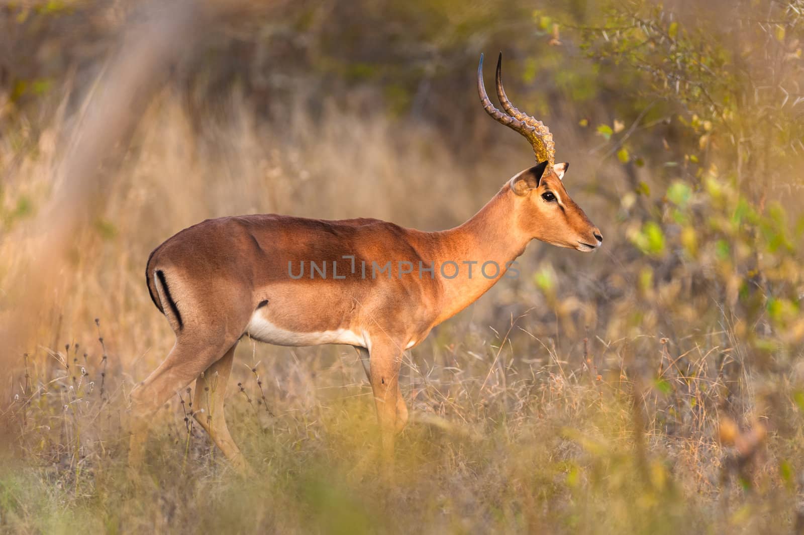 Impala in the bush near Kruger National Park