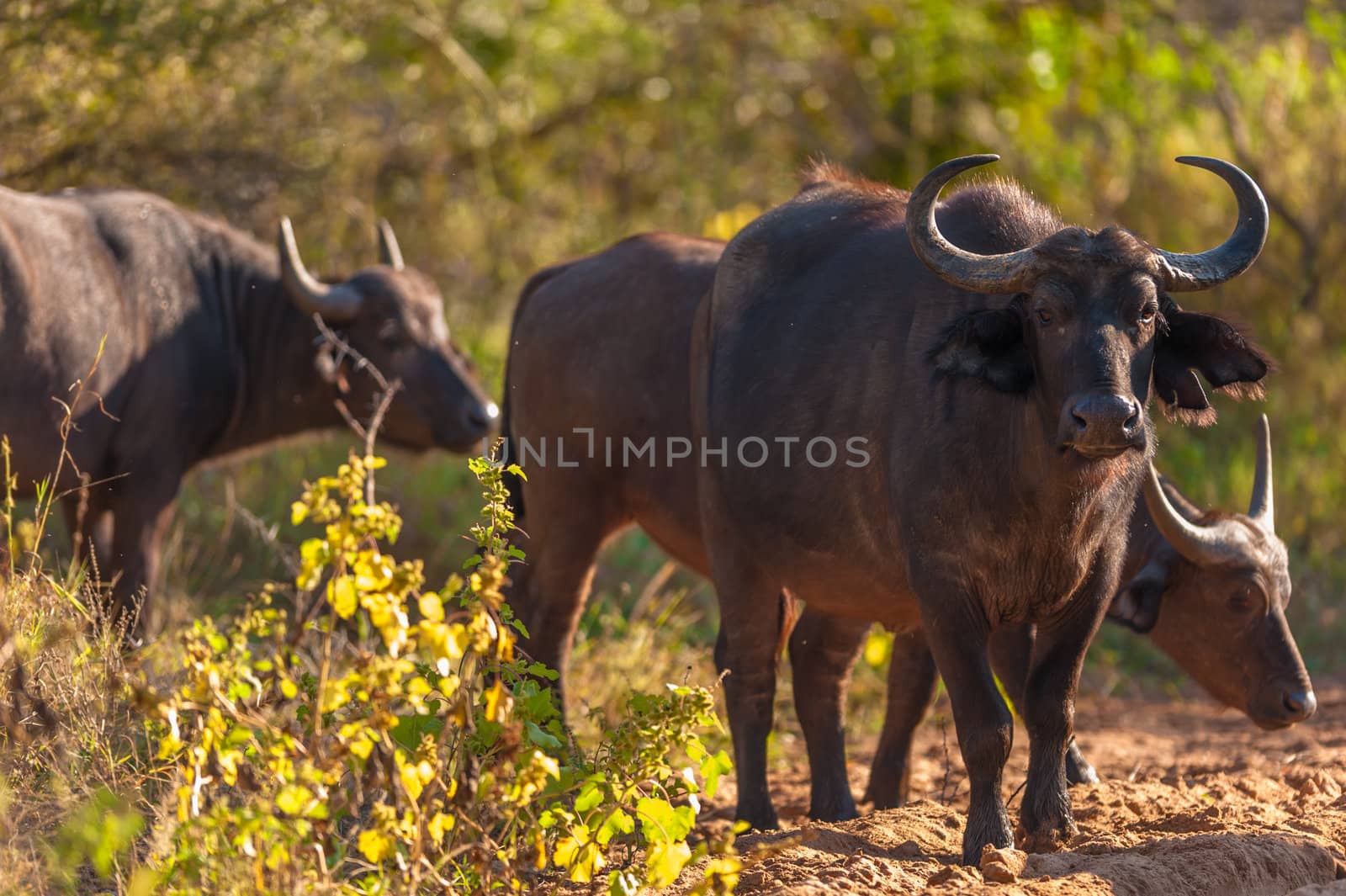 Group of Cape buffalo (Syncerus caffer), Kruger National Park