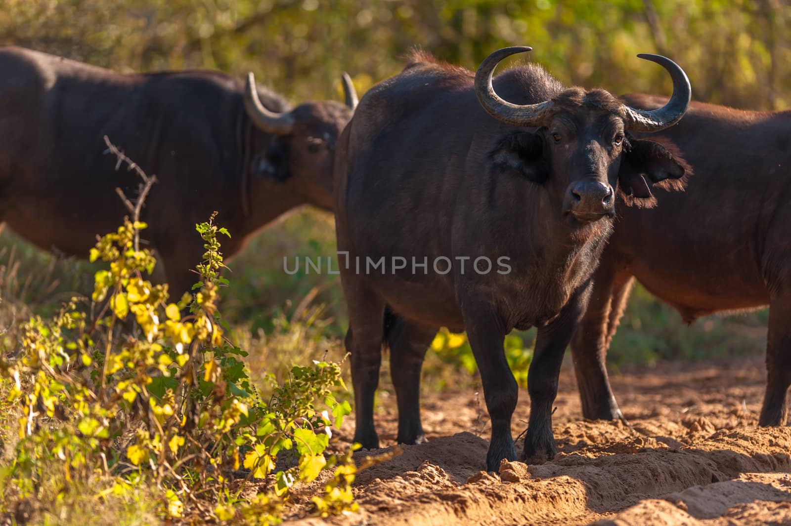 Group of Cape buffalo (Syncerus caffer), Kruger National Park