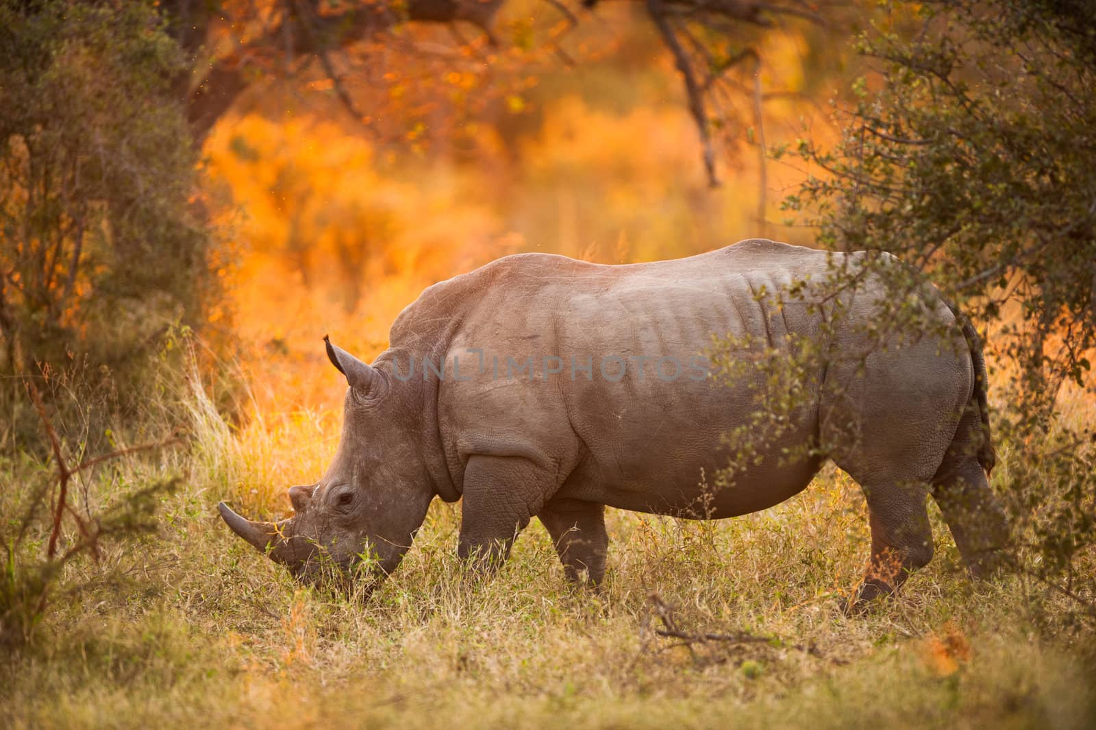 Rhinoceros in late afternoon by edan