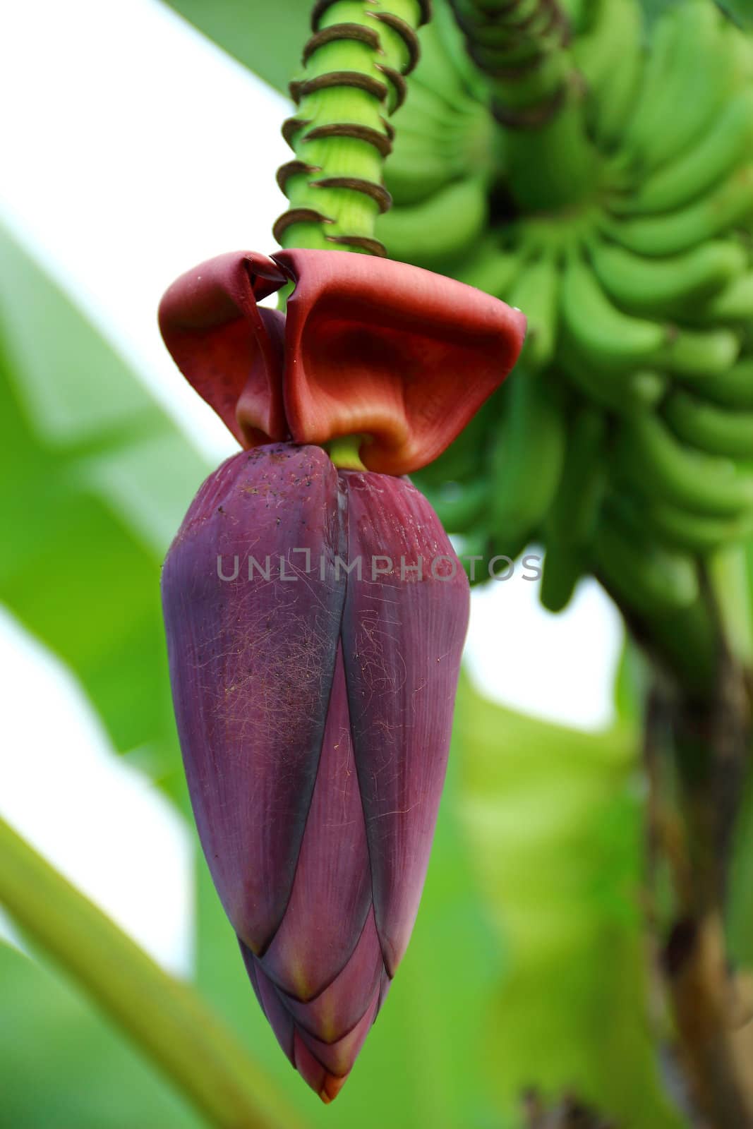 Close up a banana blossom