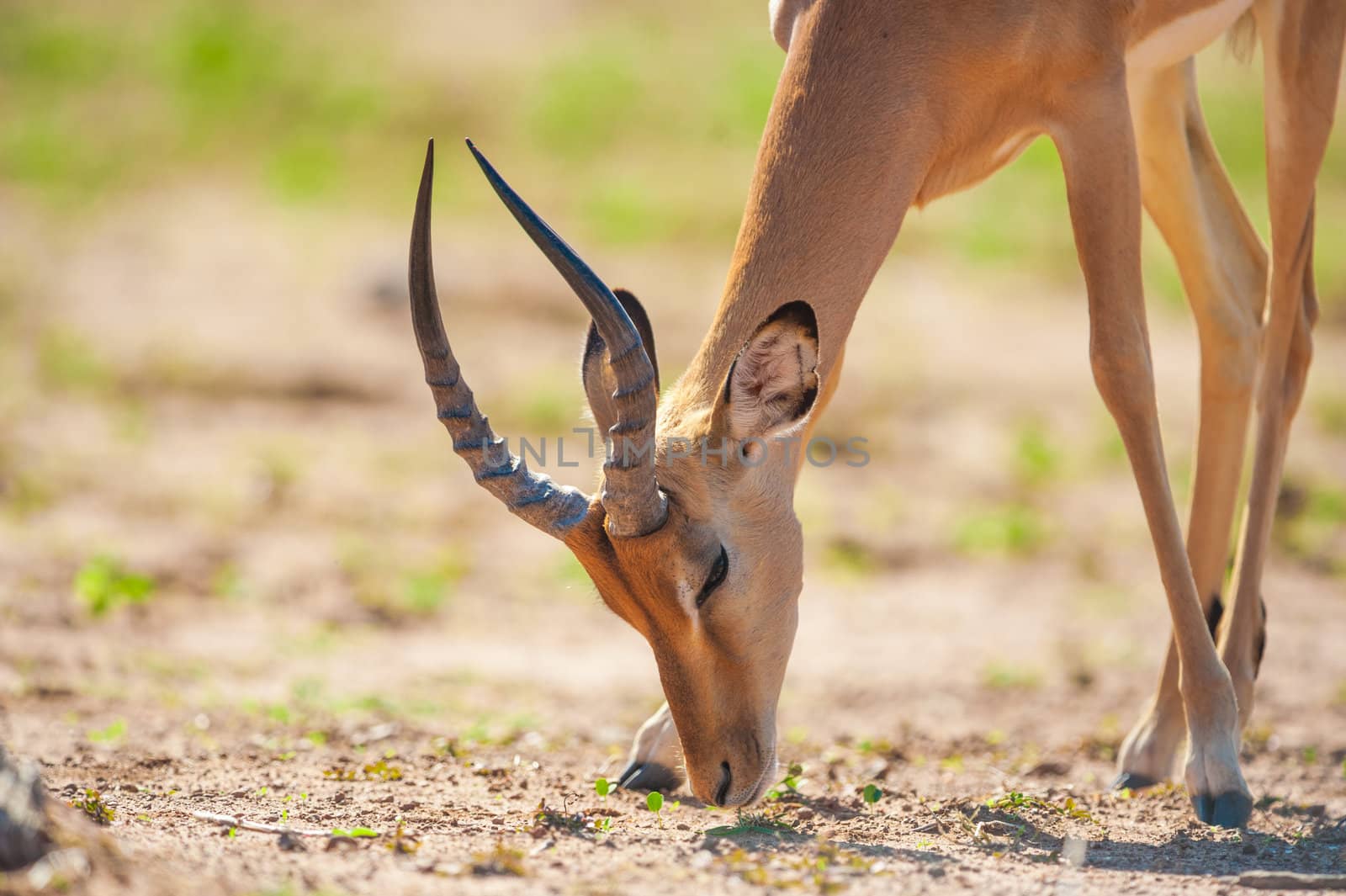 Impala (Aepyceros melampus) in
Chobe National Park, Botswana