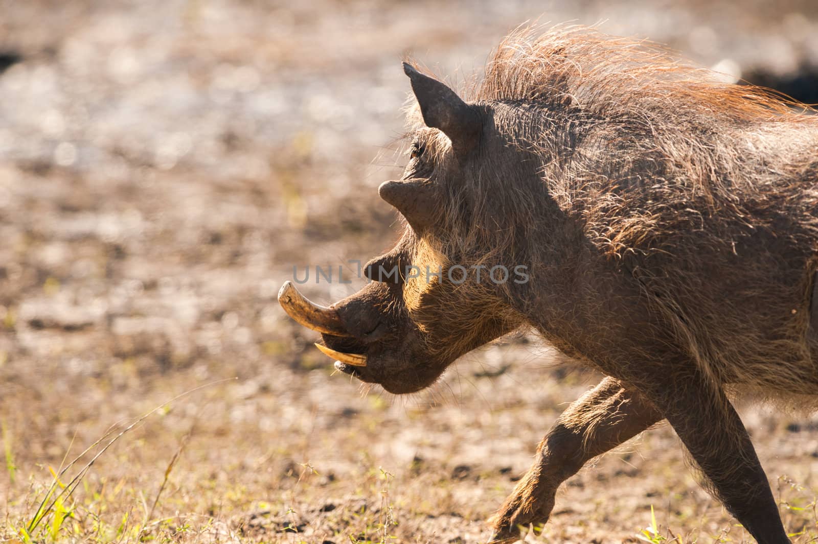 Running warthog by edan