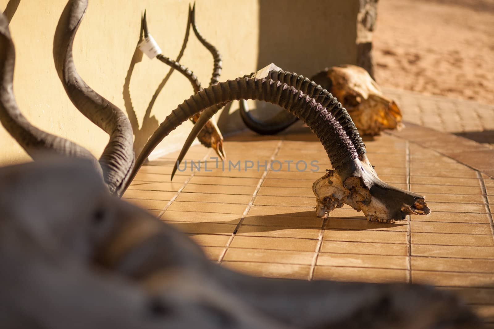 Roan skull at the entrance to Chobe National Park