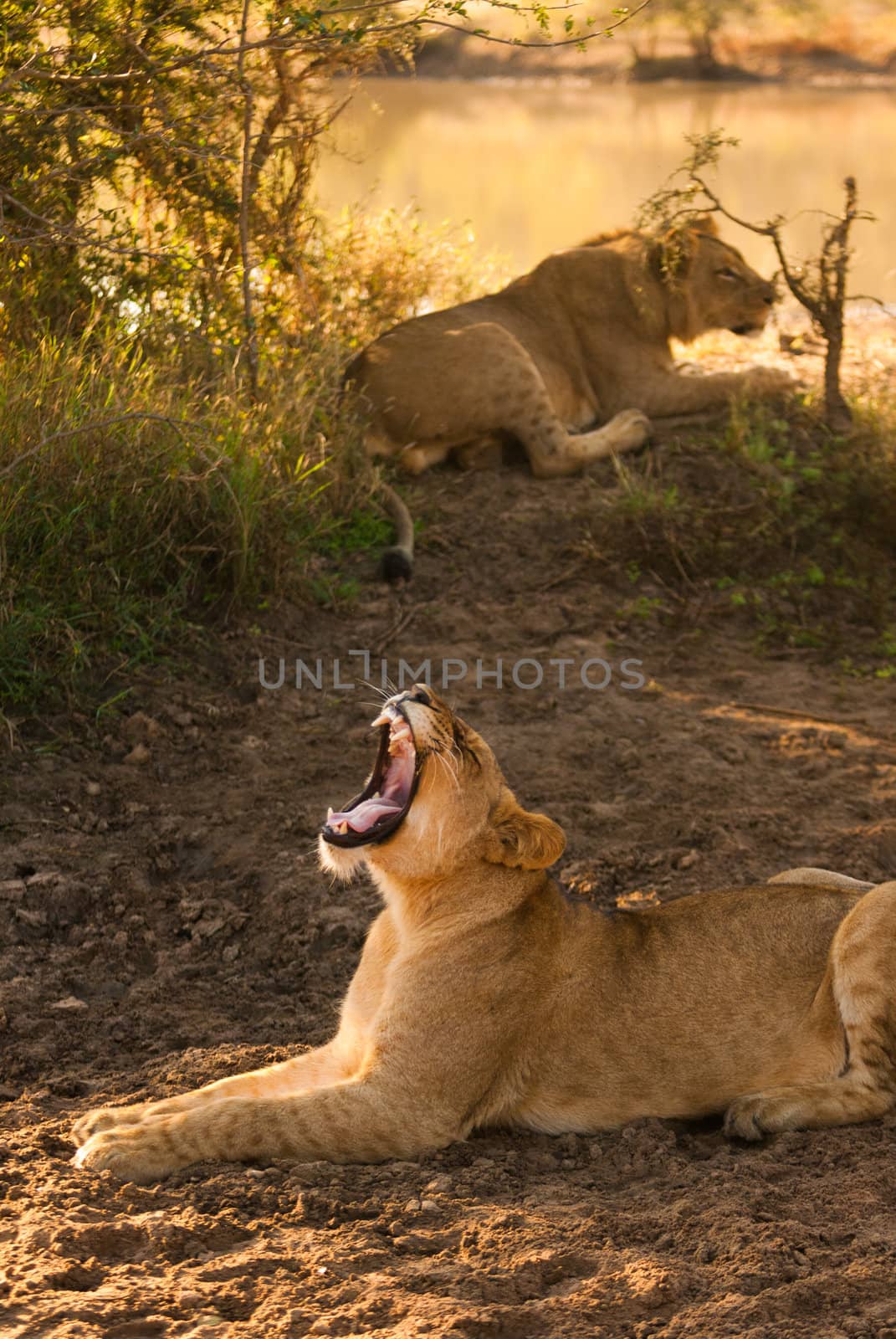 Yawning female lion by edan