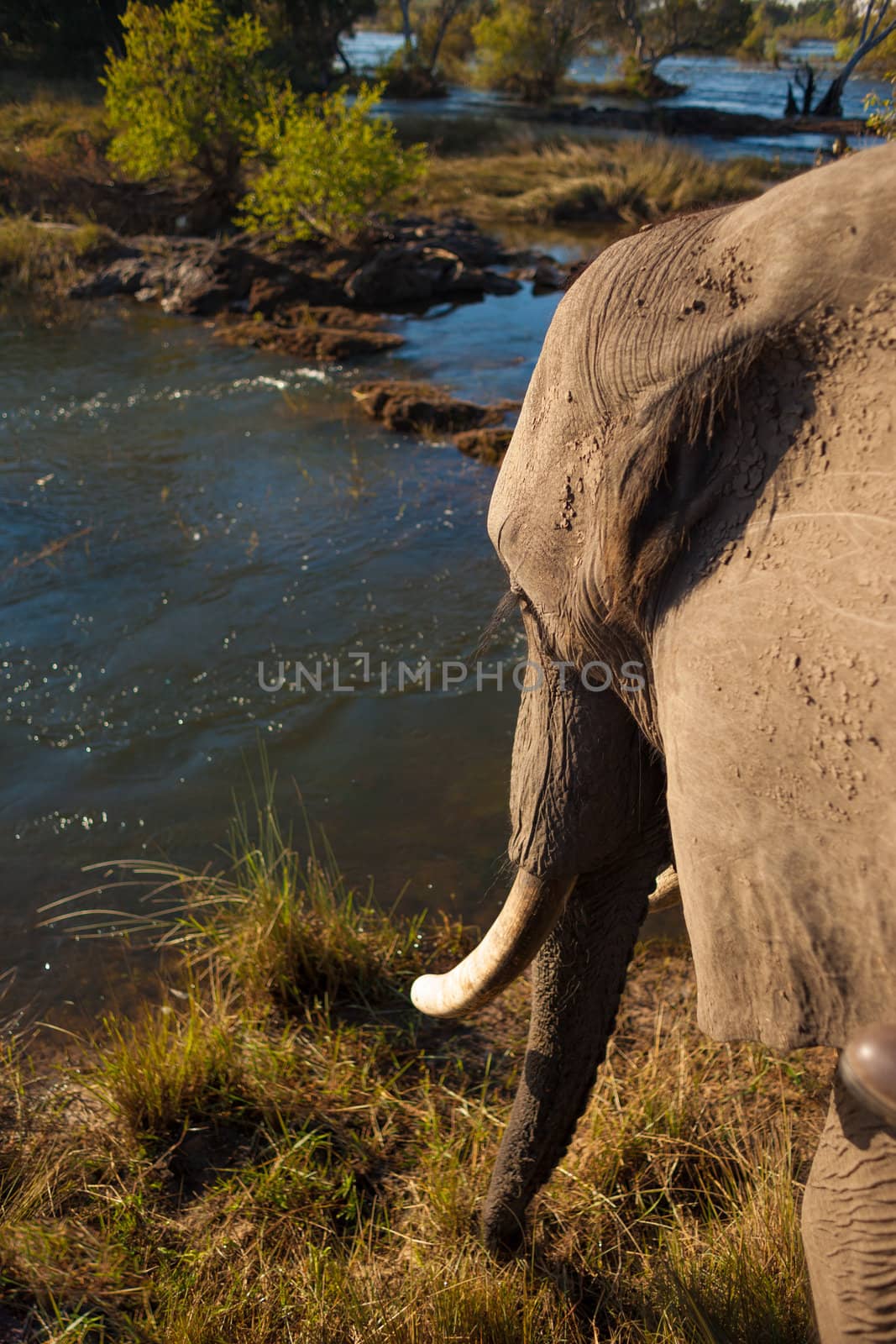 African bush elephant at river by edan