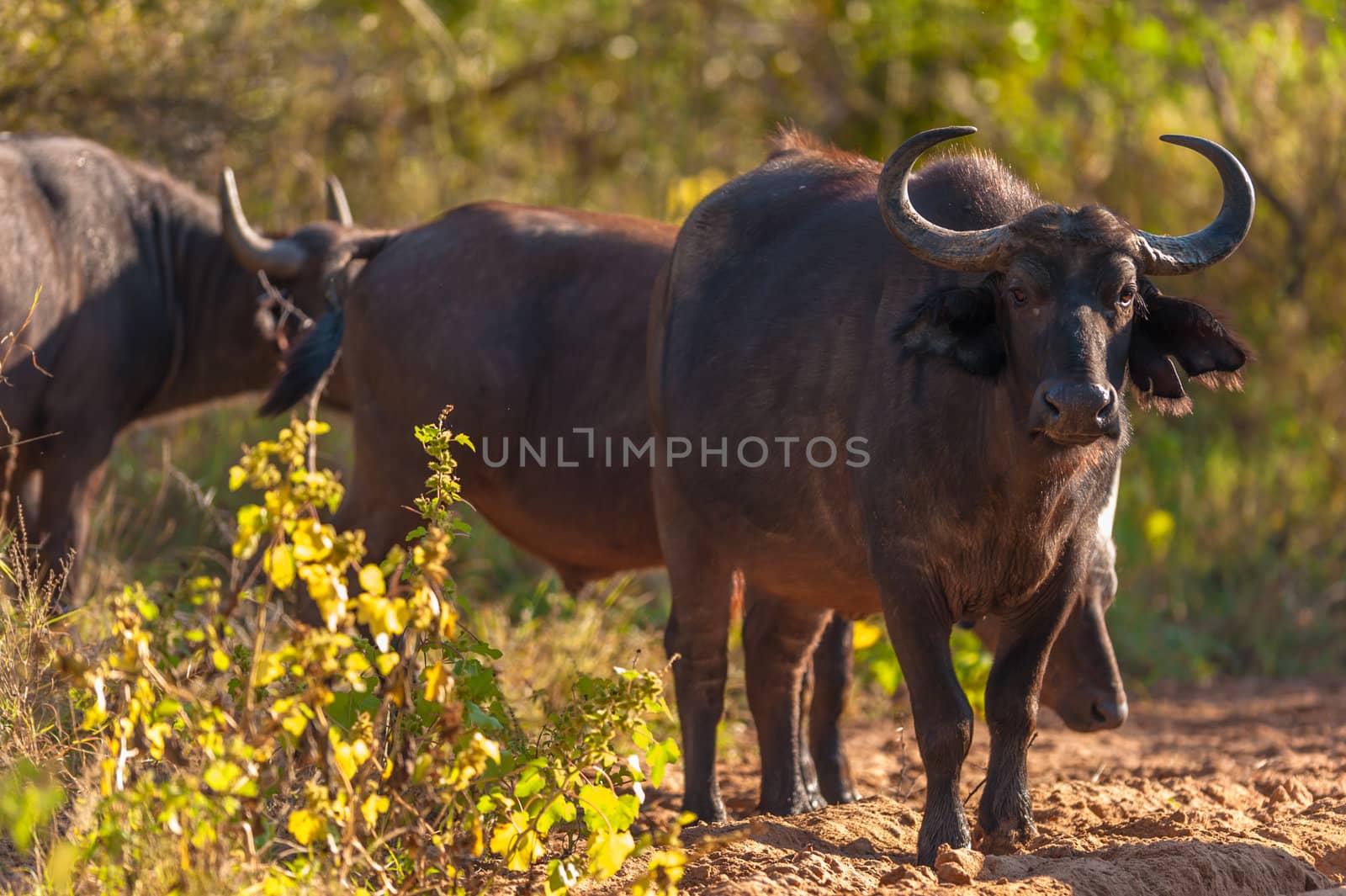 Group of Cape buffalo (Syncerus caffer), Kruger National Park