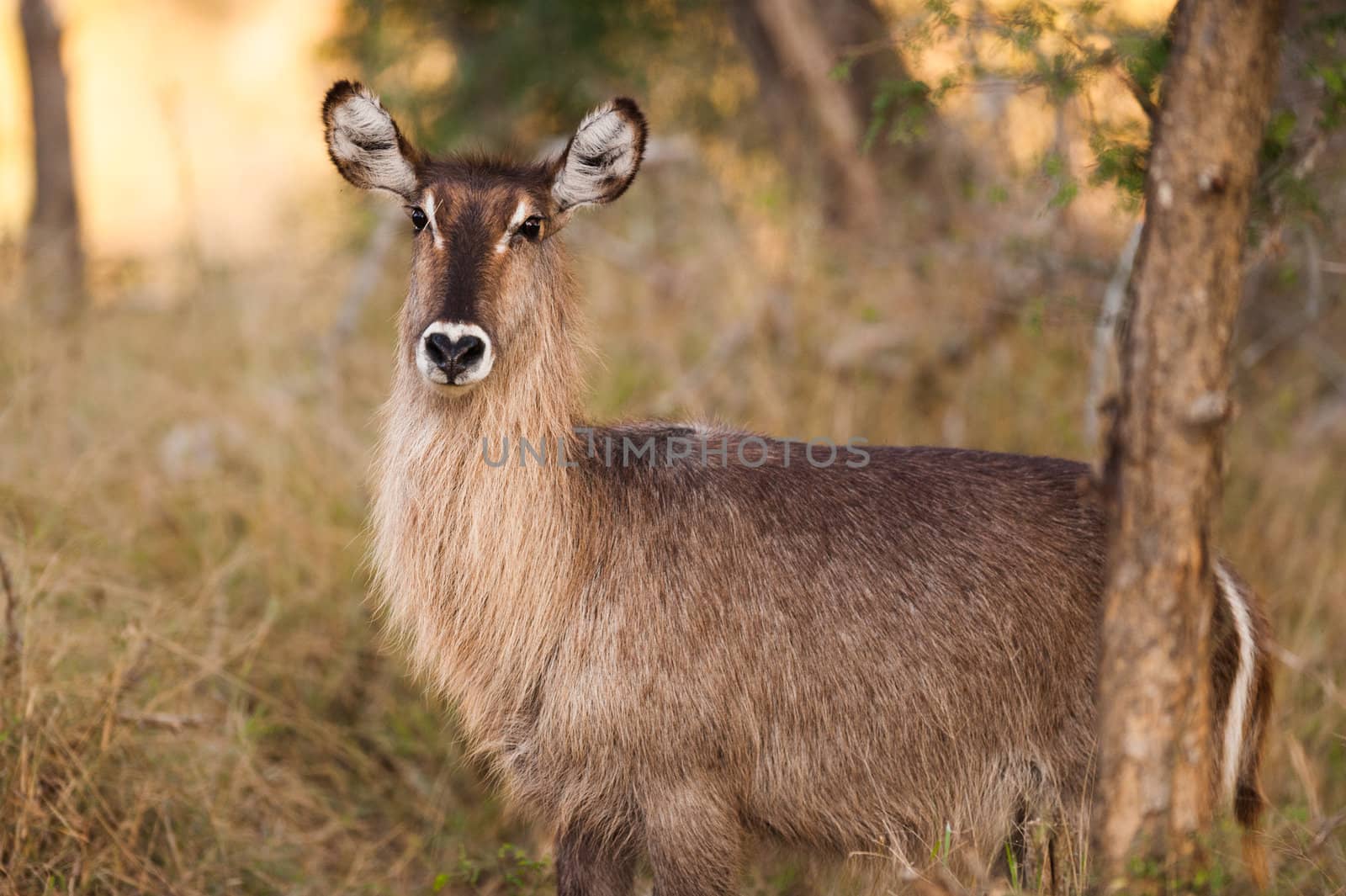 Ellipsen waterbuck (Kobus ellipsiprymnus) near Kruger National Park