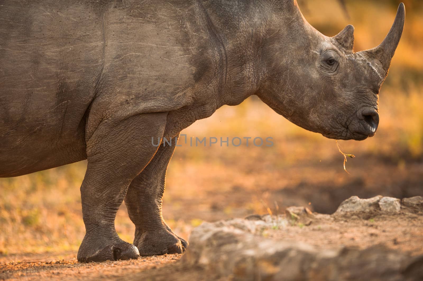 Rhinoceros in late afternoon, Kruger National Park
