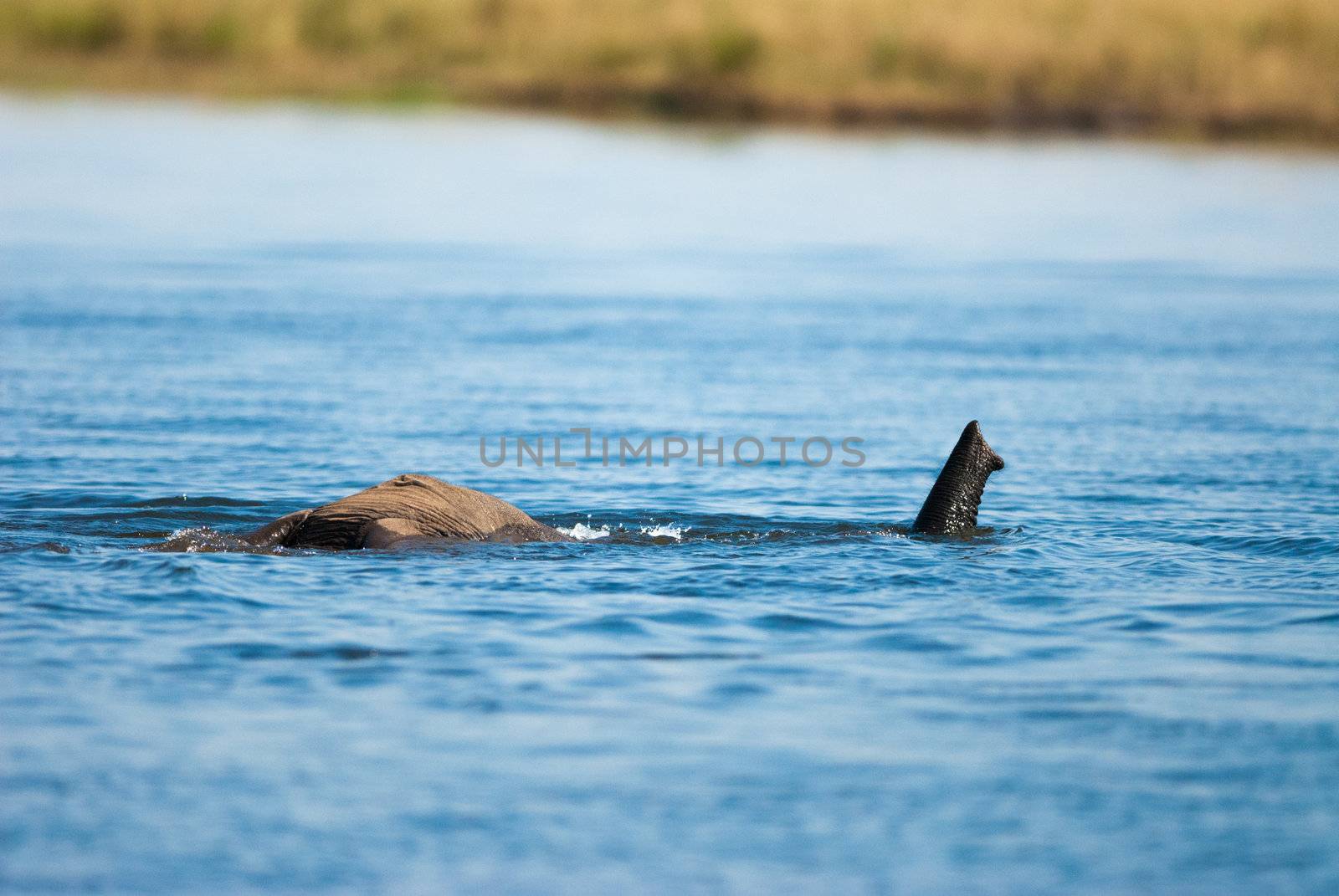 Snorkeling African bush elephant by edan