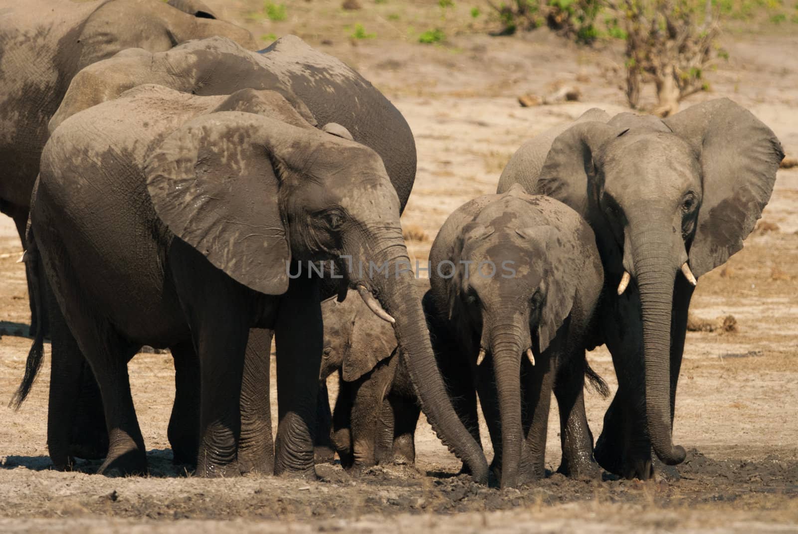 Family of african bush elephants (loxodonta africana)