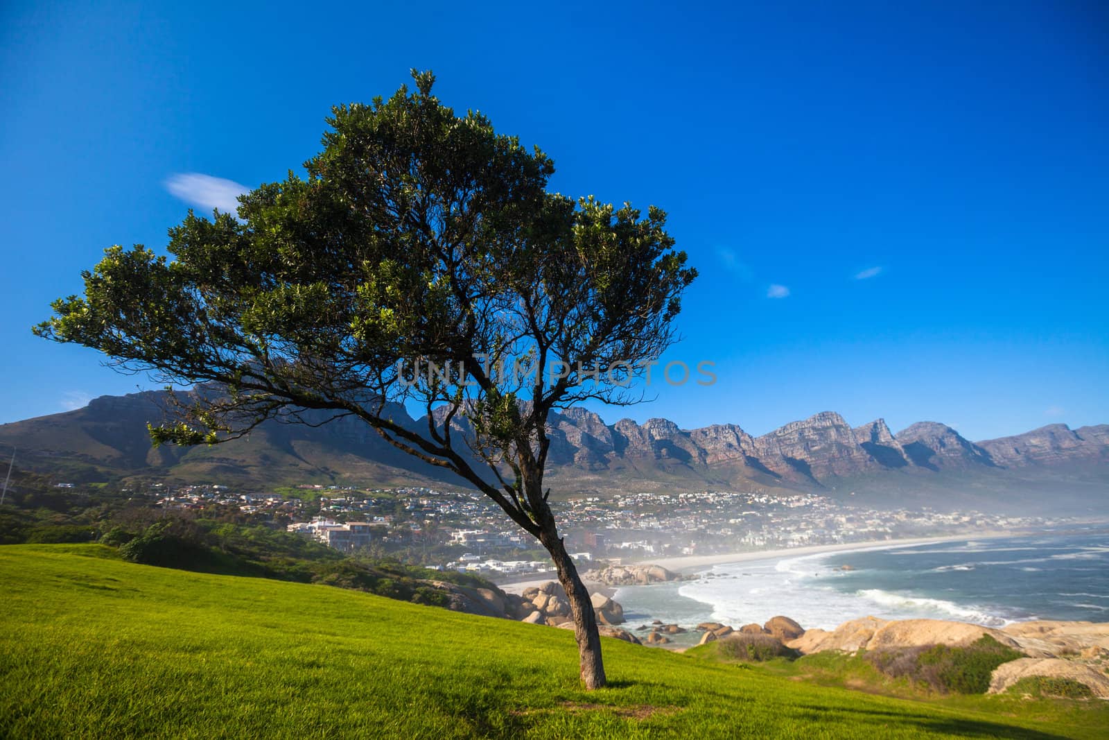 Grass, Tree, and Blue Sky, Camps Bay, South Africa