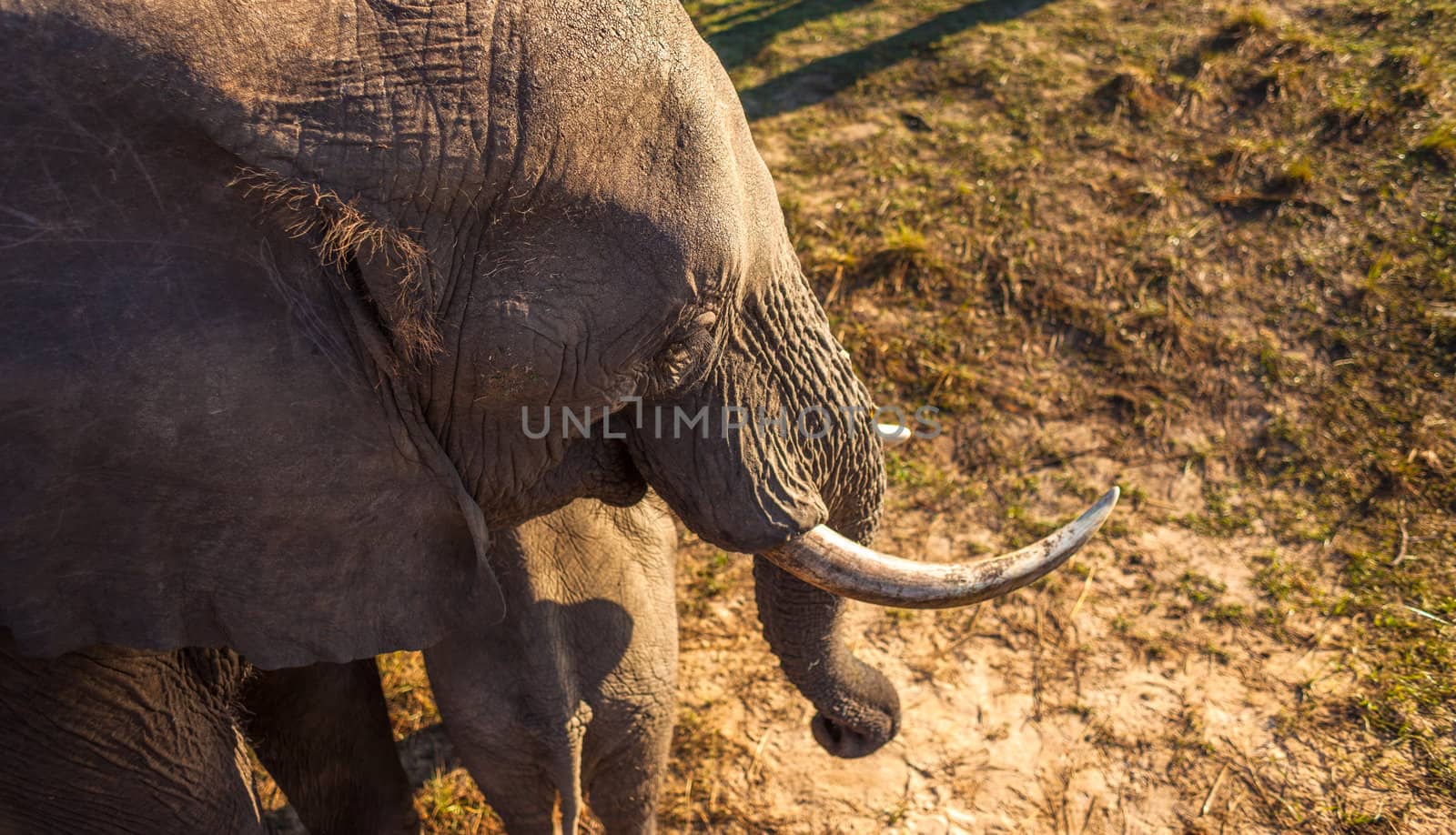 High angle view of an African bush elephant