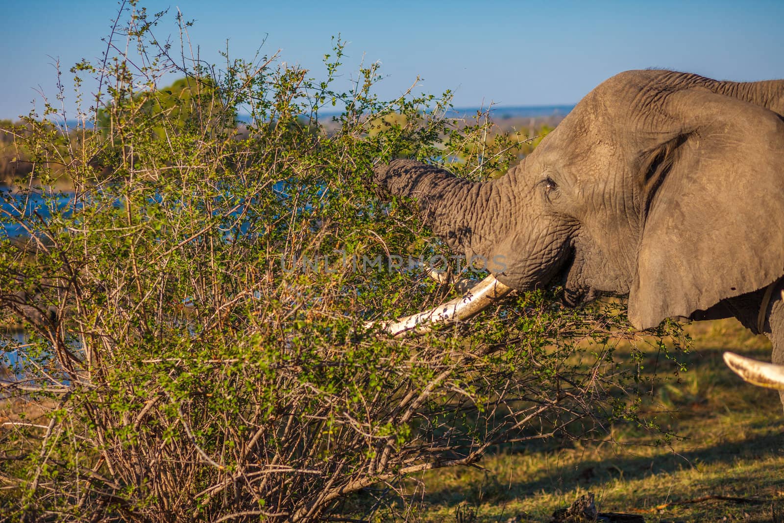 African bush elephant grazing on tree branches