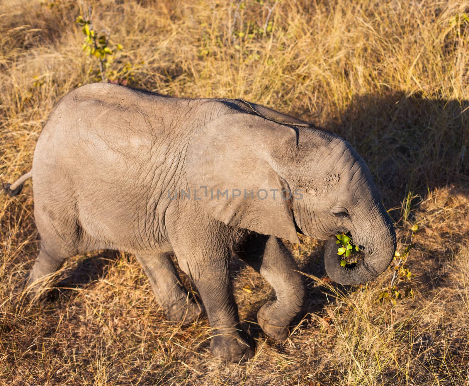 High angle view of baby elephant by edan