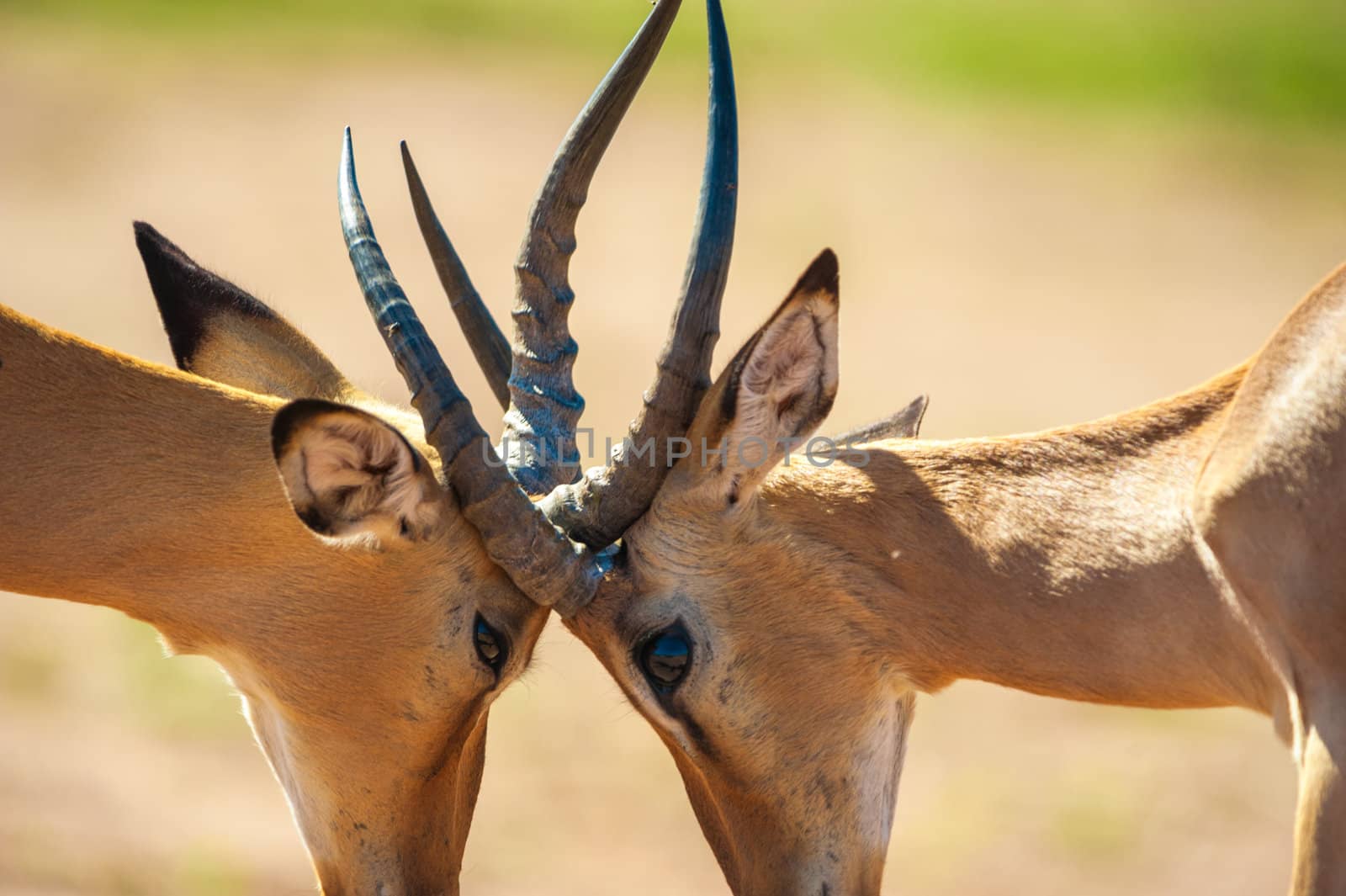 Impala butting heads by edan