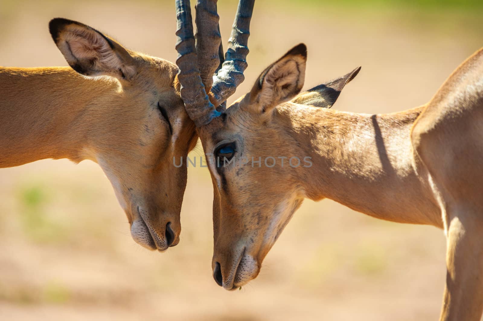 Impala butting heads in Chobe National Park