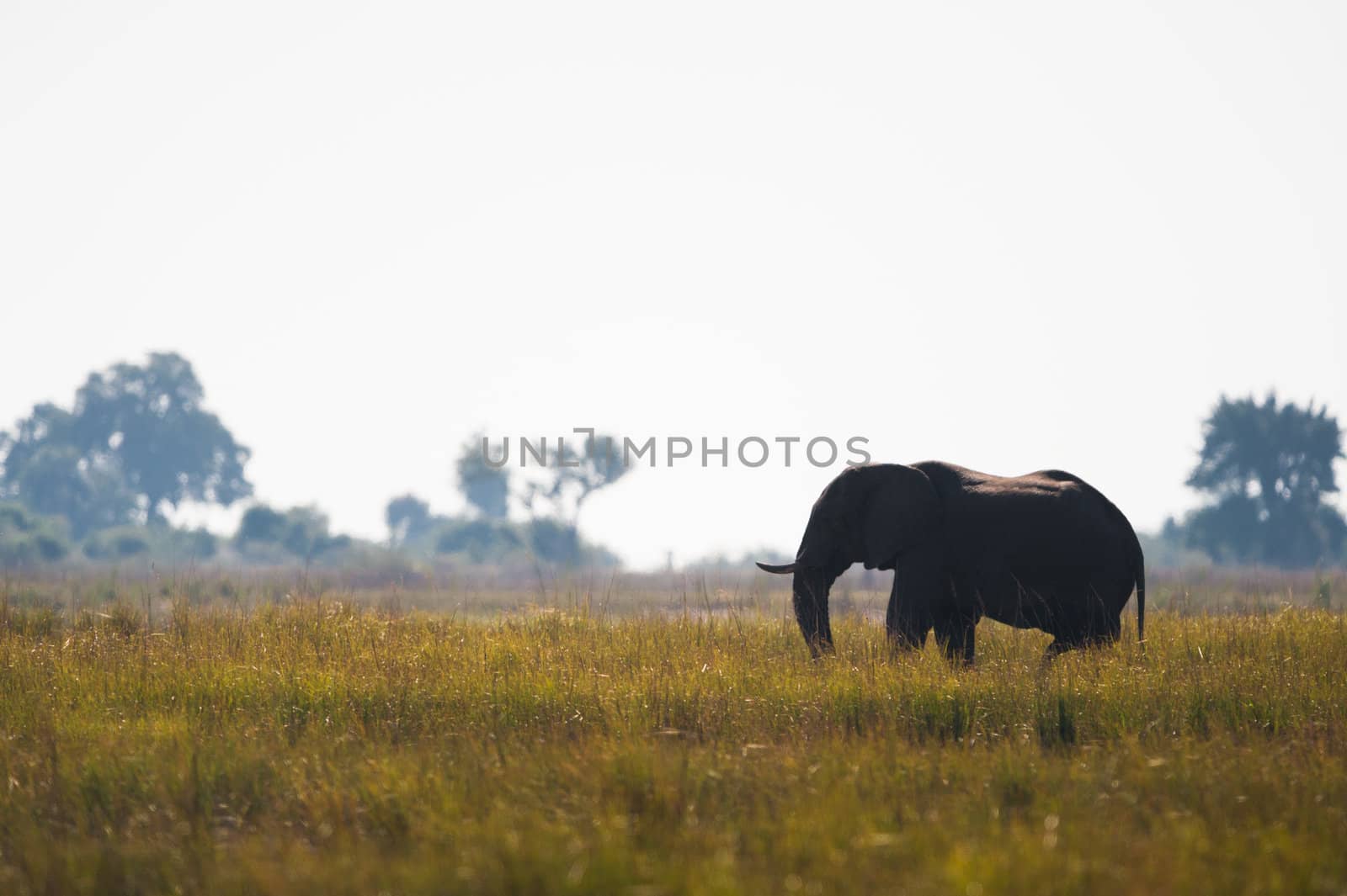 African bush elephant in high grass by edan