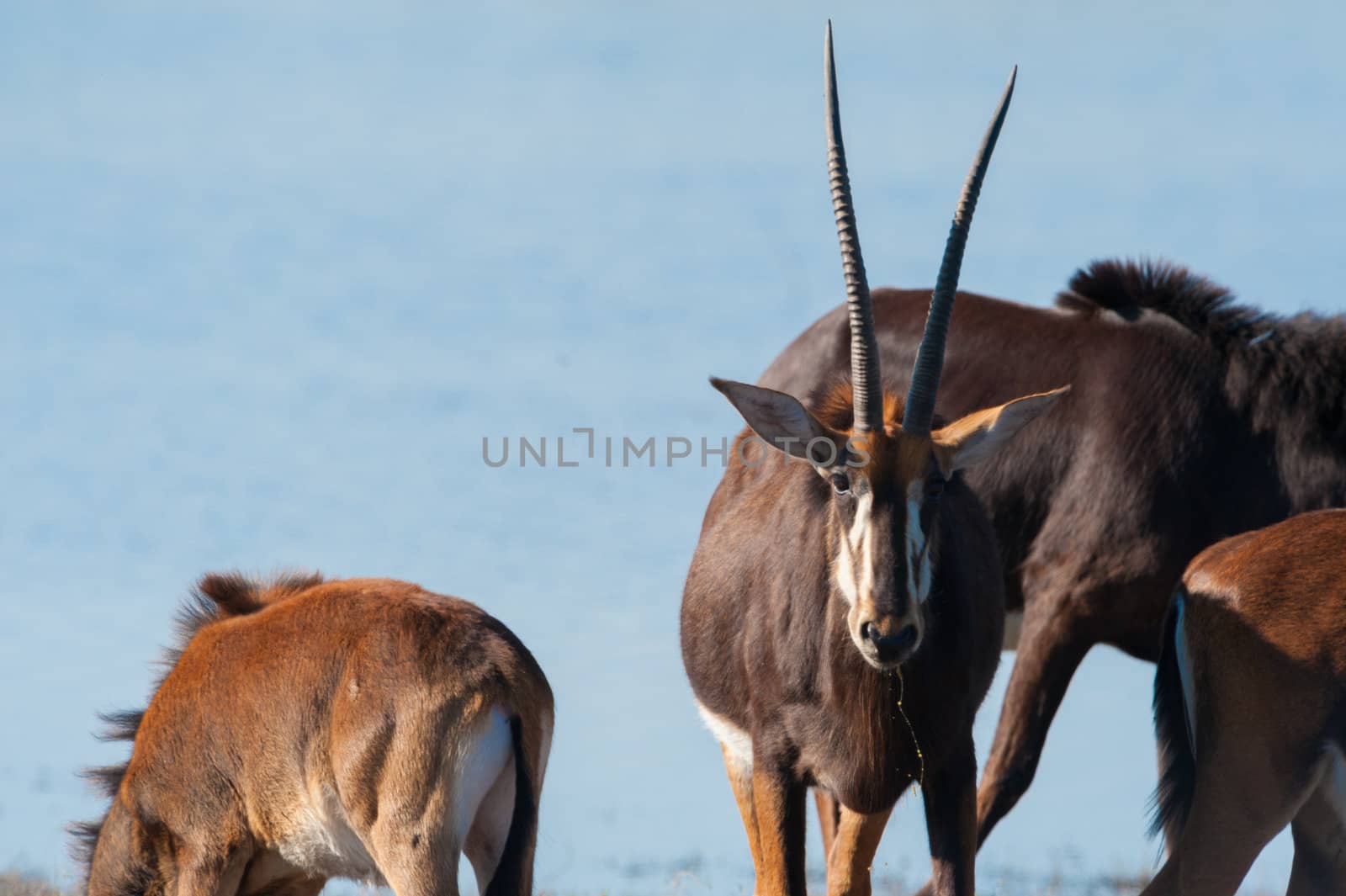 Oryx / Gemsbok (Oryx gazelle) by water, Chobe National Park