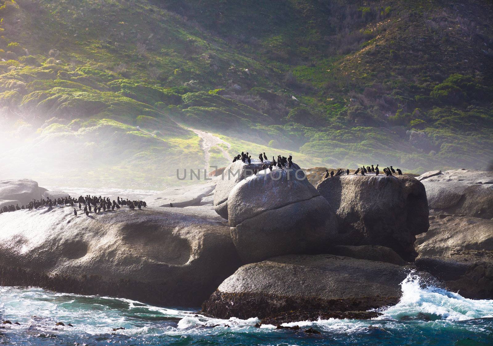 Birds on a rock, Hout Bay, Cape Town