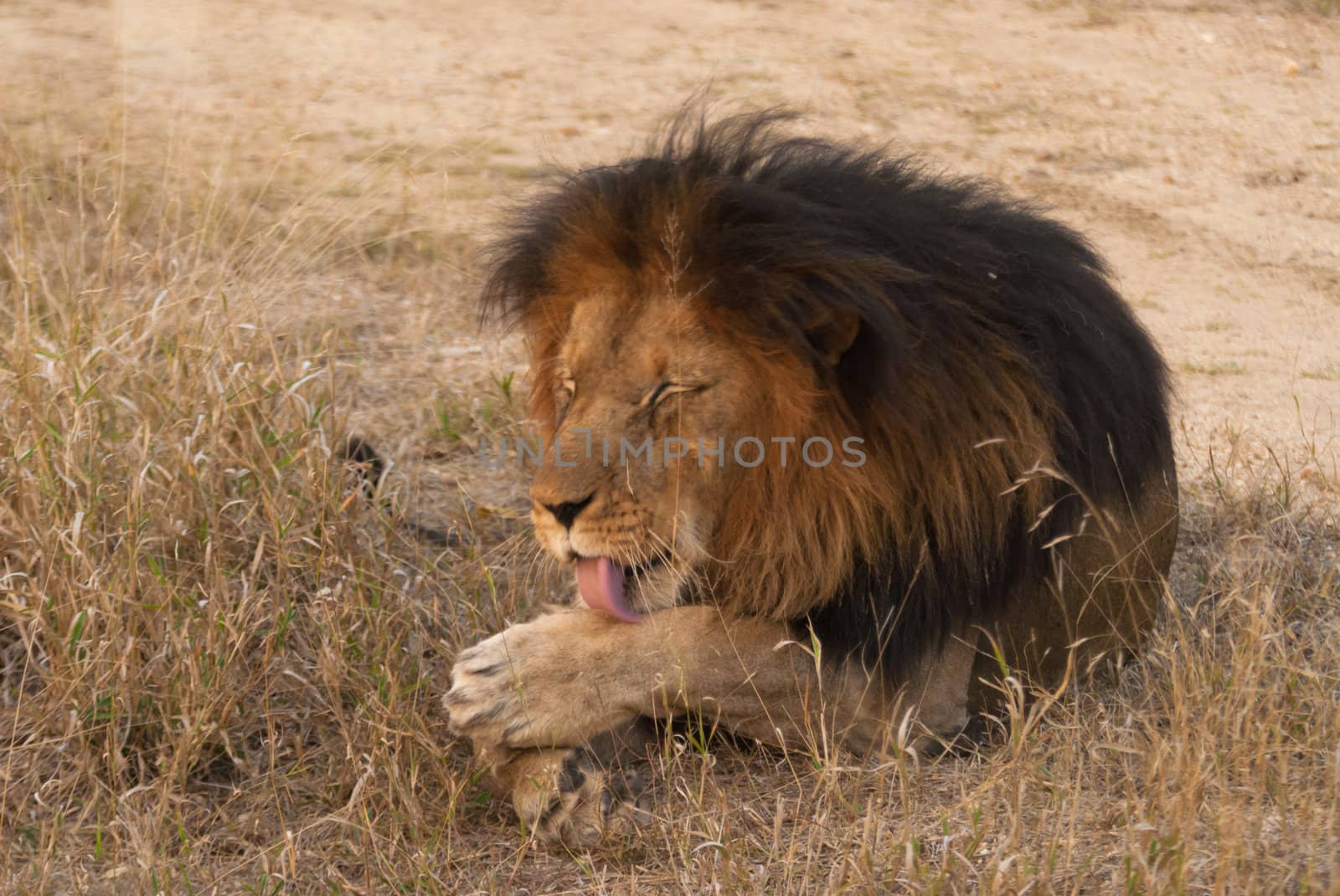 Lion licking his paw, near Kruger National Park