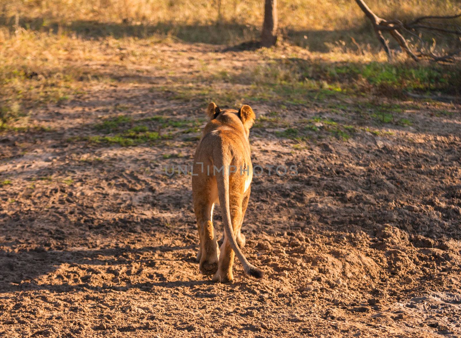 Lion walking away, near Kruger National Park