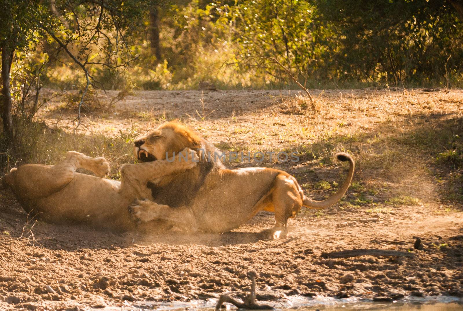 Lions fighting by edan