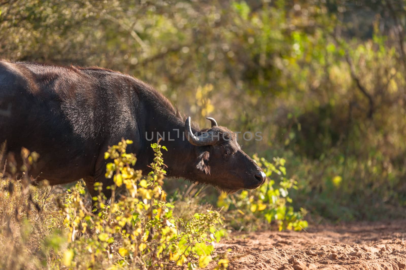 Group of Cape buffalo (Syncerus caffer), Kruger National Park