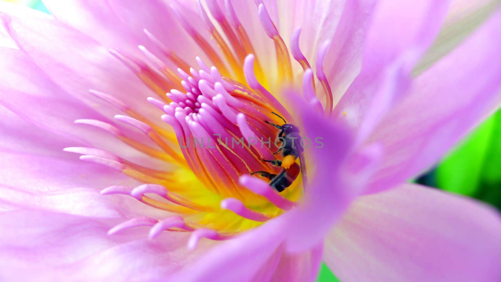 Bee gathering pollen from a pink lotus