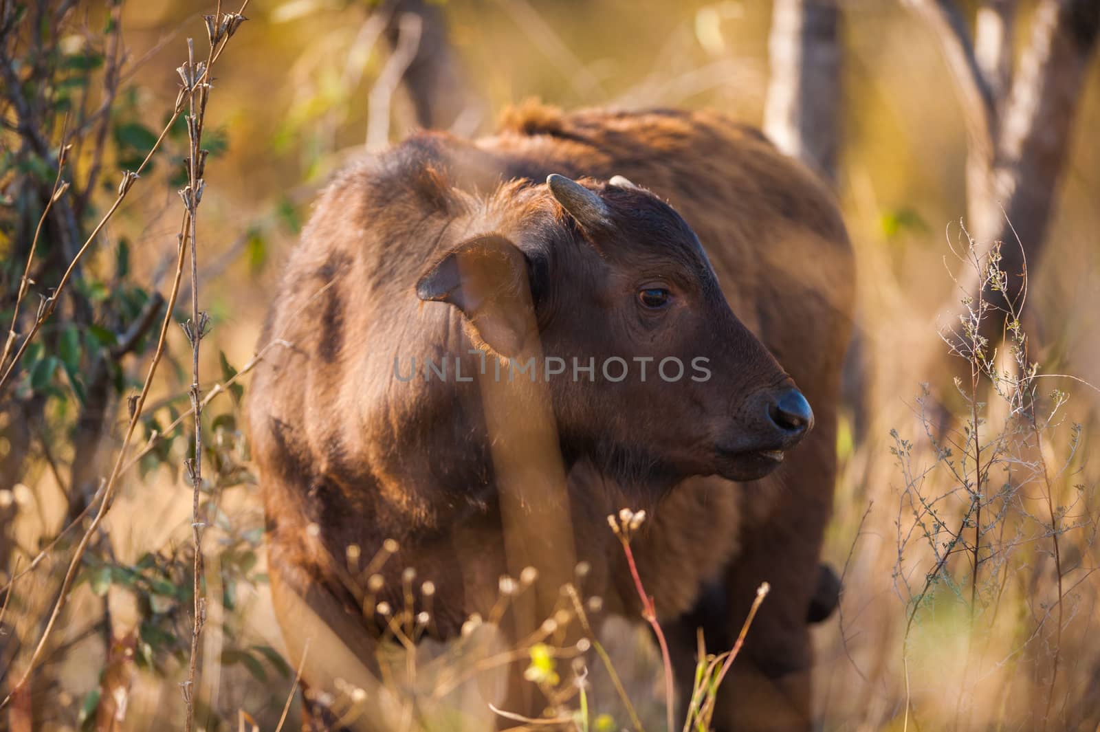 Group of Cape buffalo (Syncerus caffer), Kruger National Park