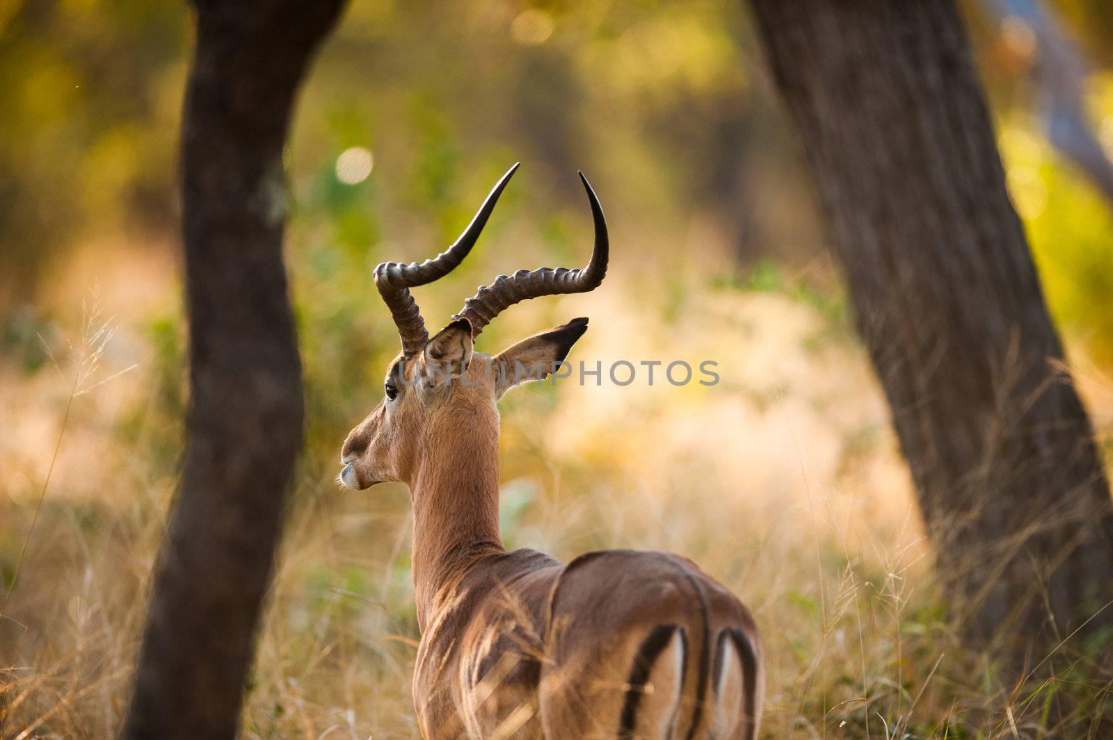 Impala (Aepyceros melampus) rear end, Kruger National Park